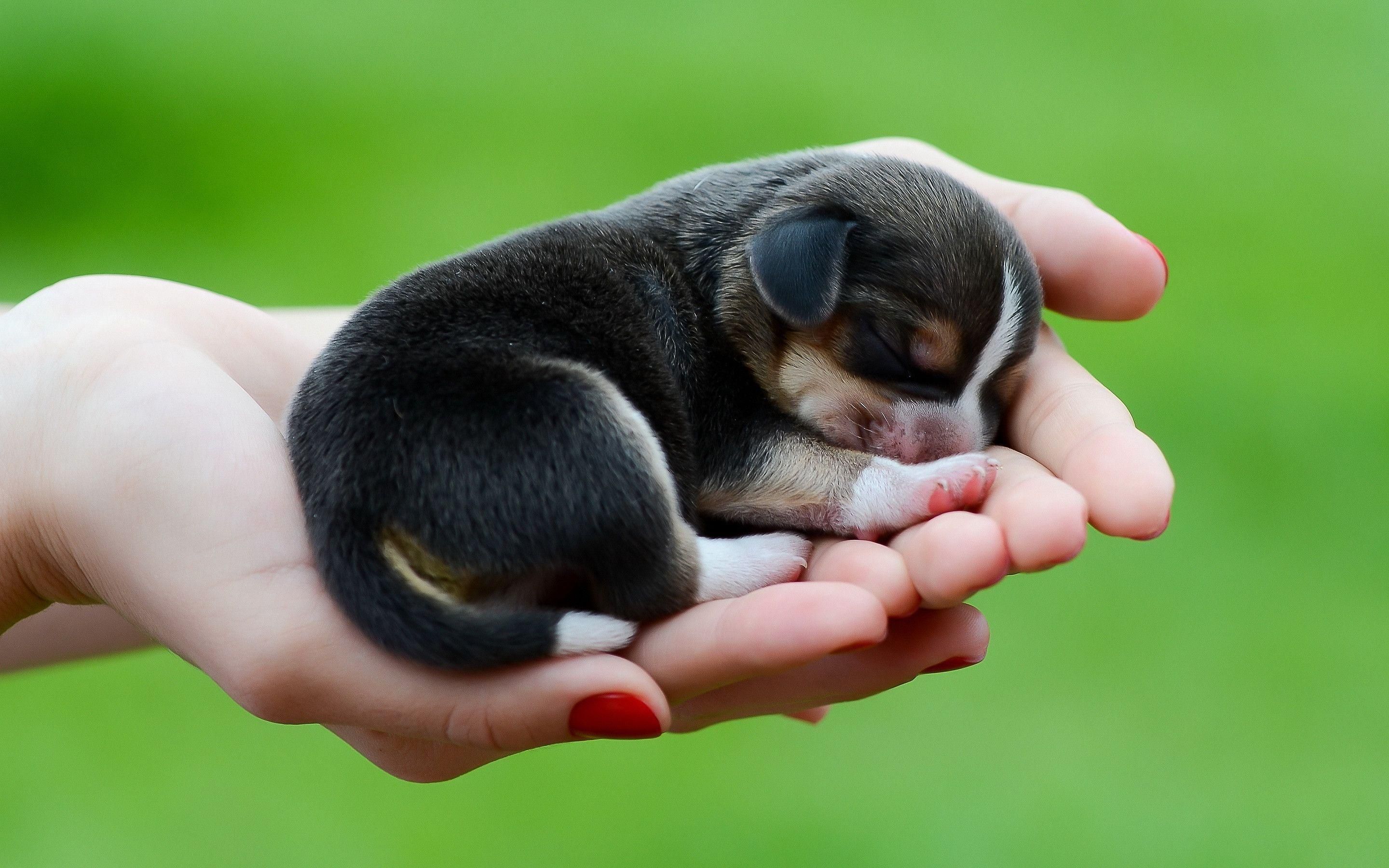 Cute Little Puppies Wallpapers