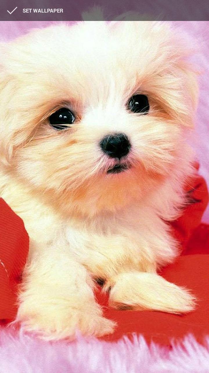 Cute Little Puppies Wallpapers