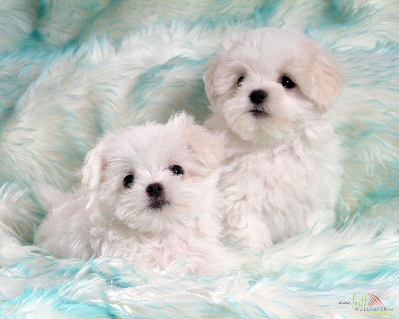 Cute Little Puppies Wallpapers