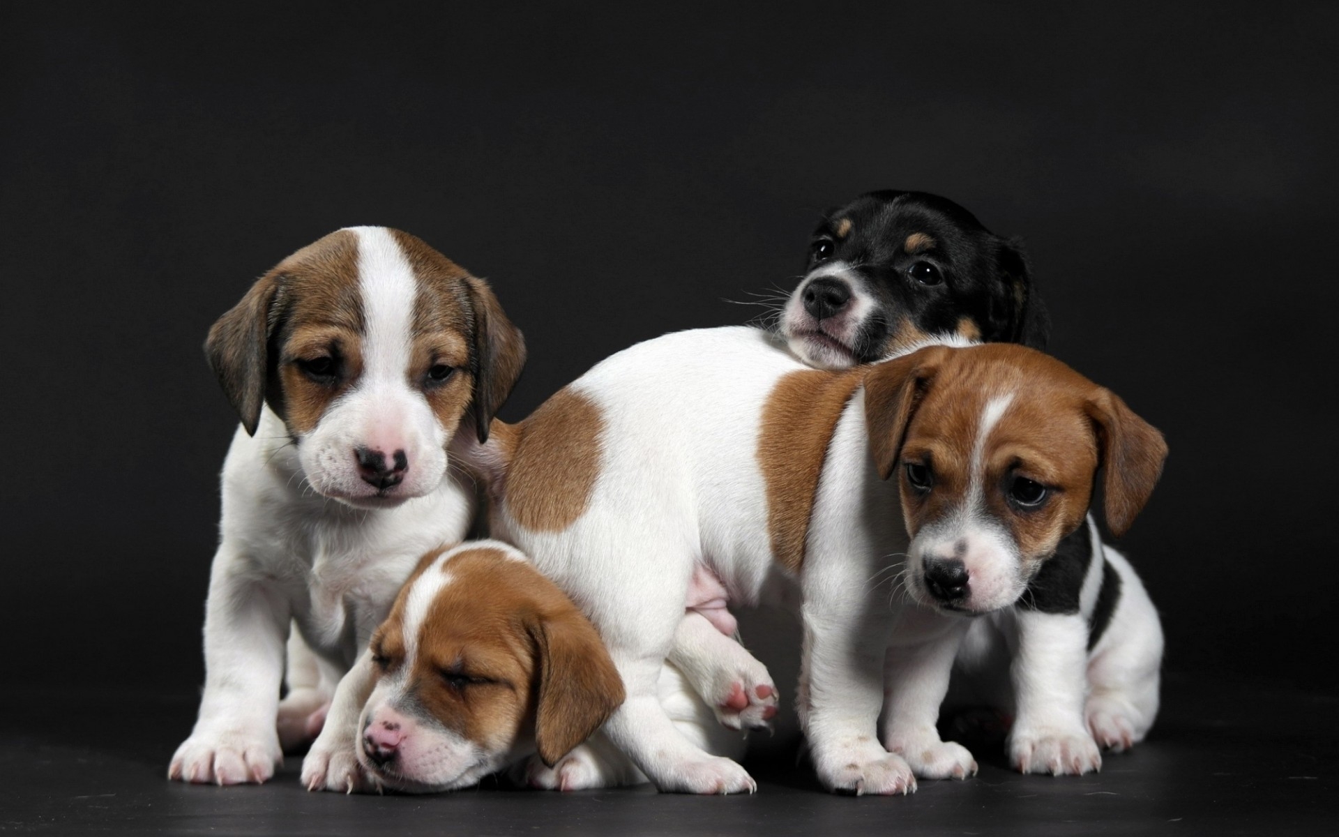 Cute Little Puppies Wallpapers