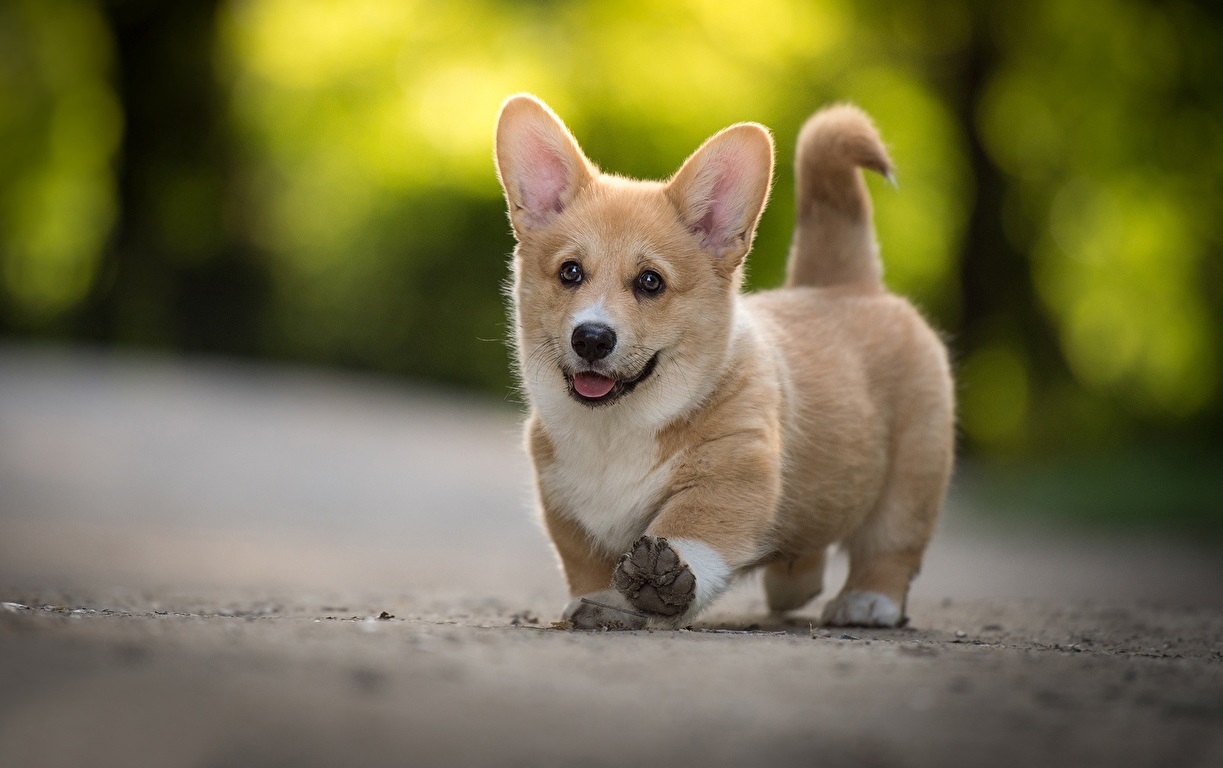 Cute Little Puppies Wallpapers