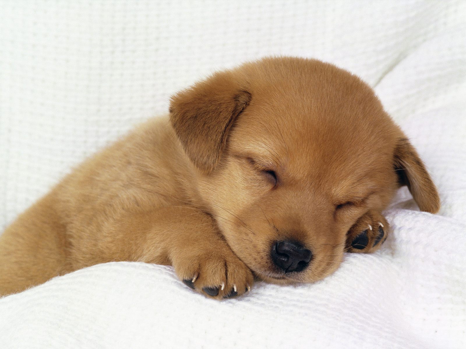 Cute Little Puppies Wallpapers