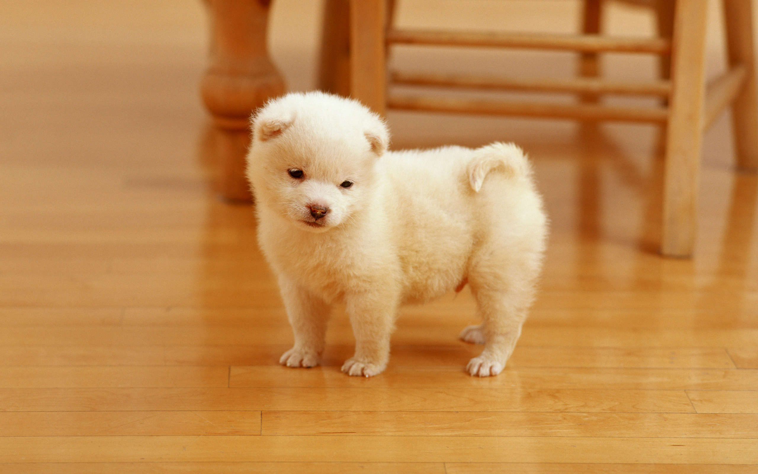 Cute Little Puppies Wallpapers