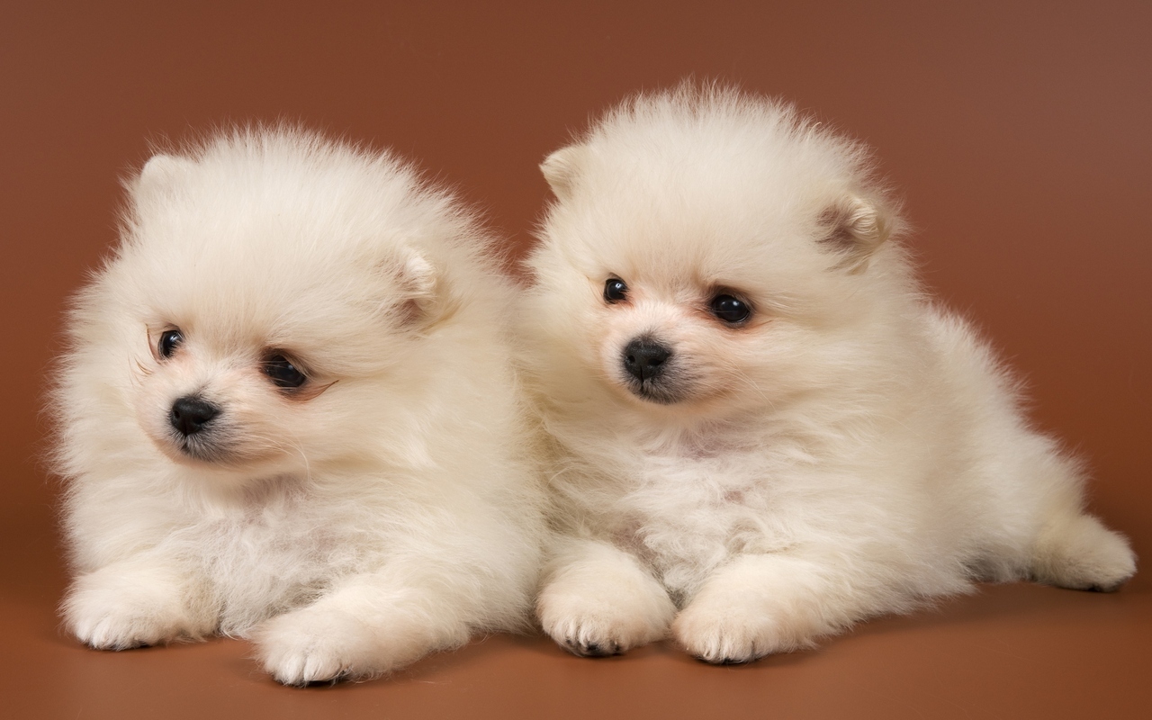 Cute Little Puppies Wallpapers