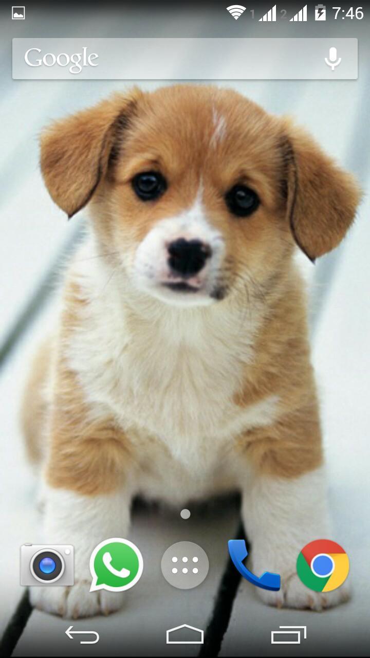 Cute Little Puppies Wallpapers