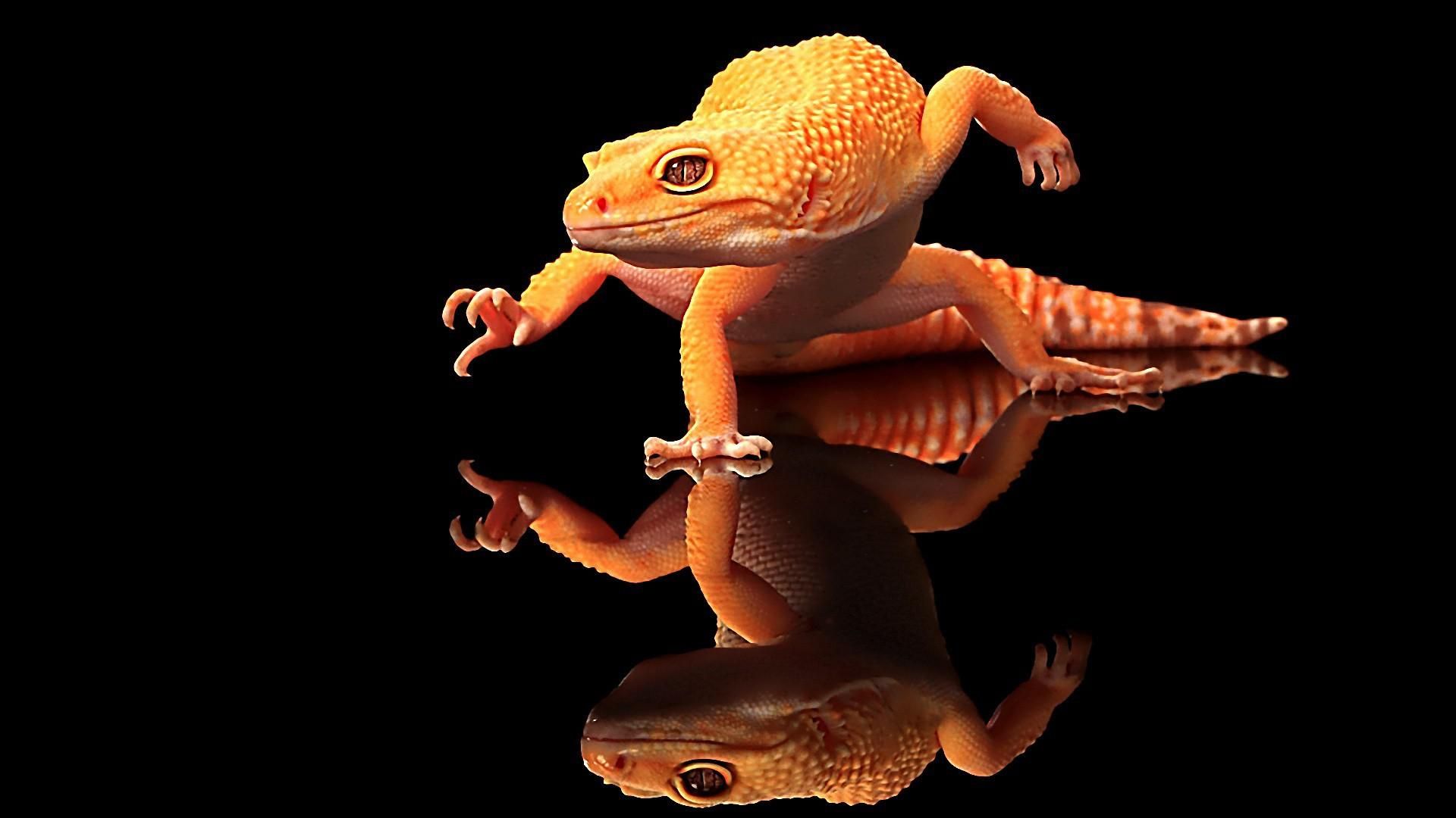 Cute Lizard Wallpapers Wallpapers