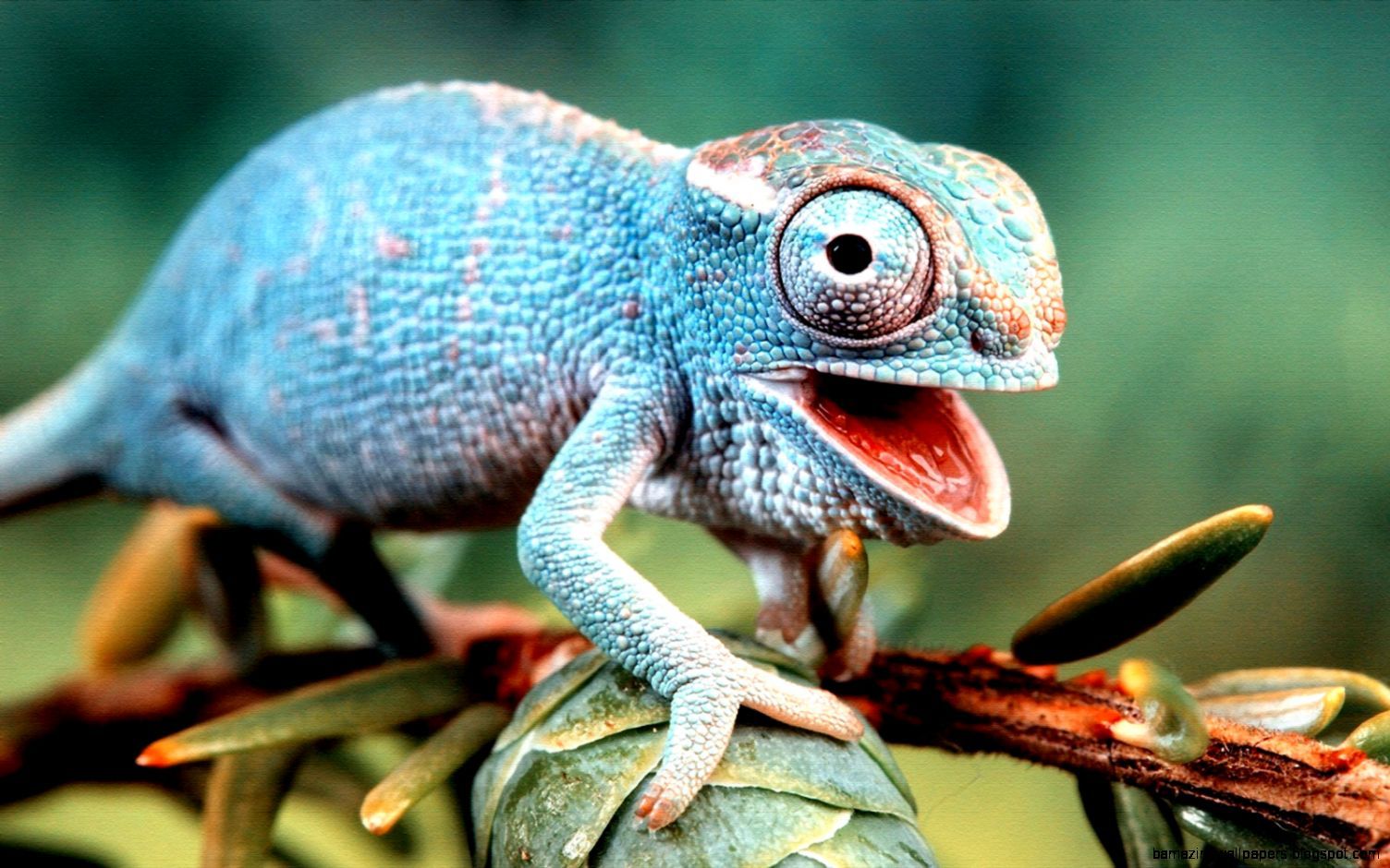 Cute Lizard Wallpapers Wallpapers