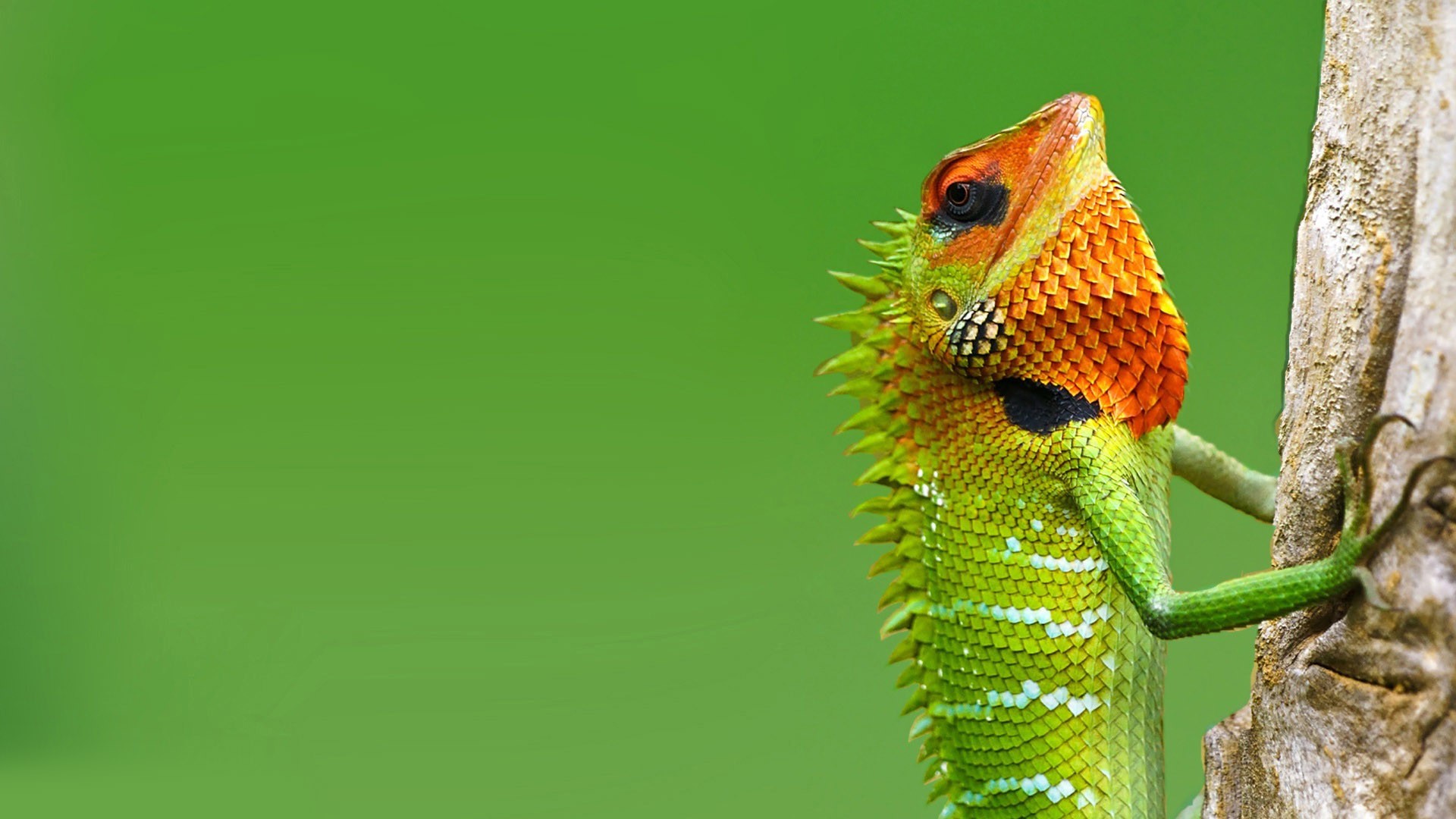 Cute Lizard Wallpapers Wallpapers