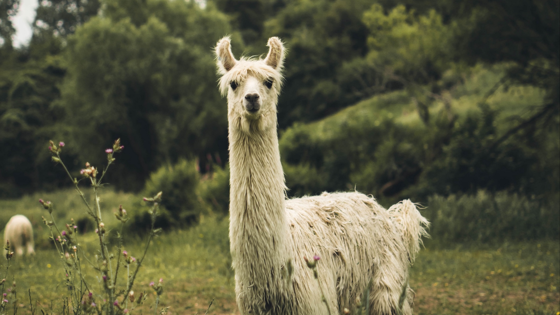 Cute Llama Desktop Wallpapers