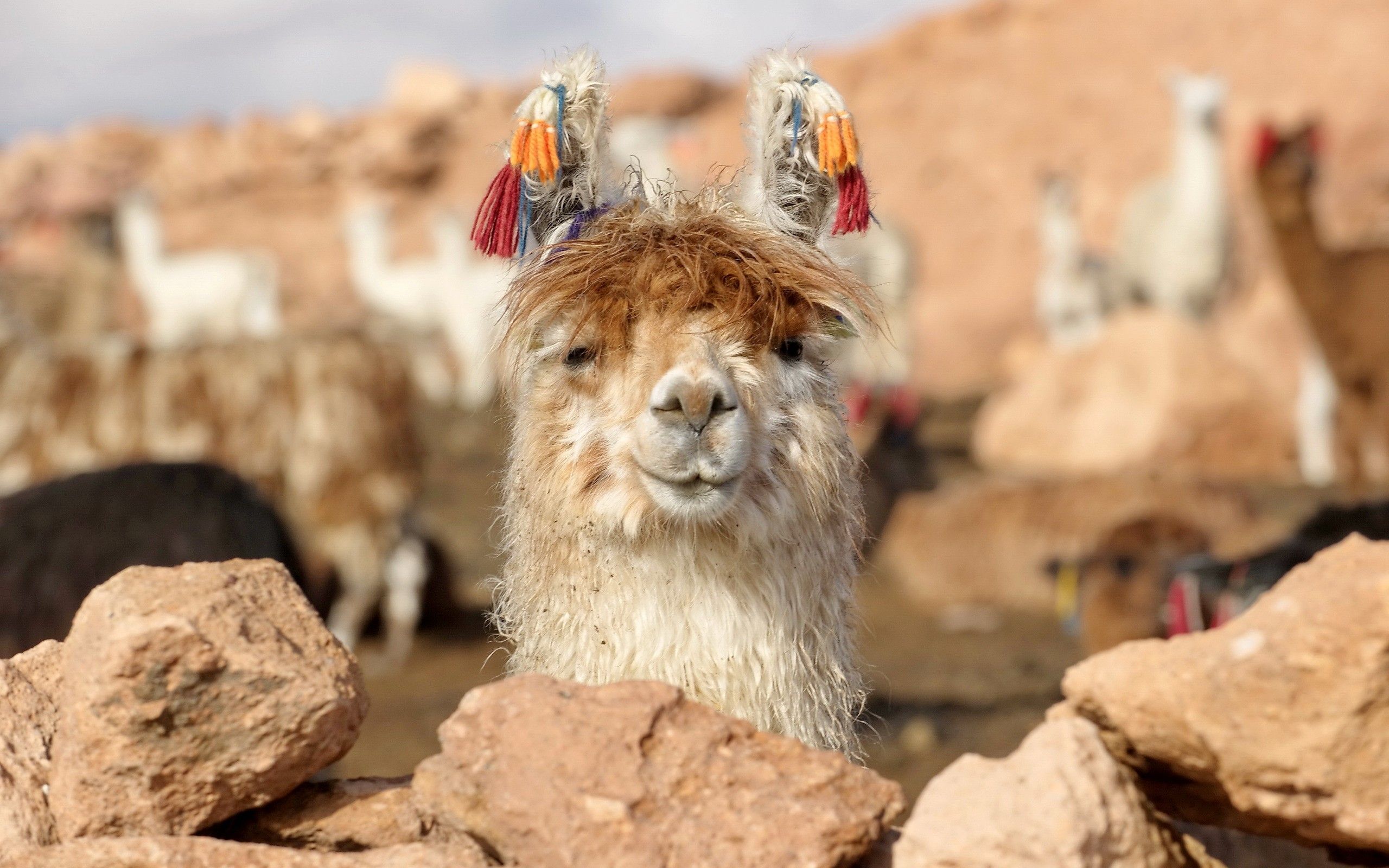 Cute Llama Desktop Wallpapers