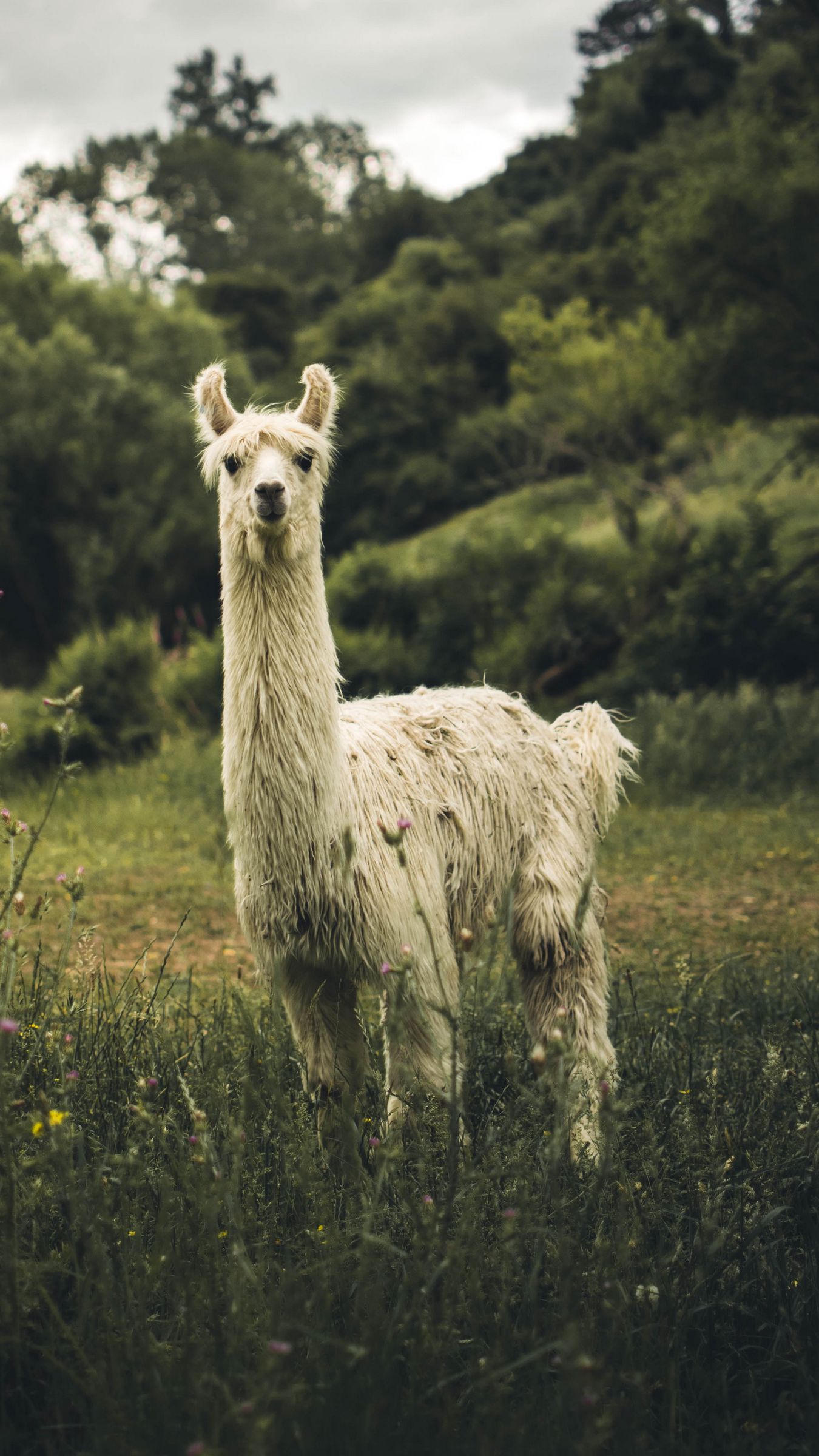 Cute Llama Wallpapers