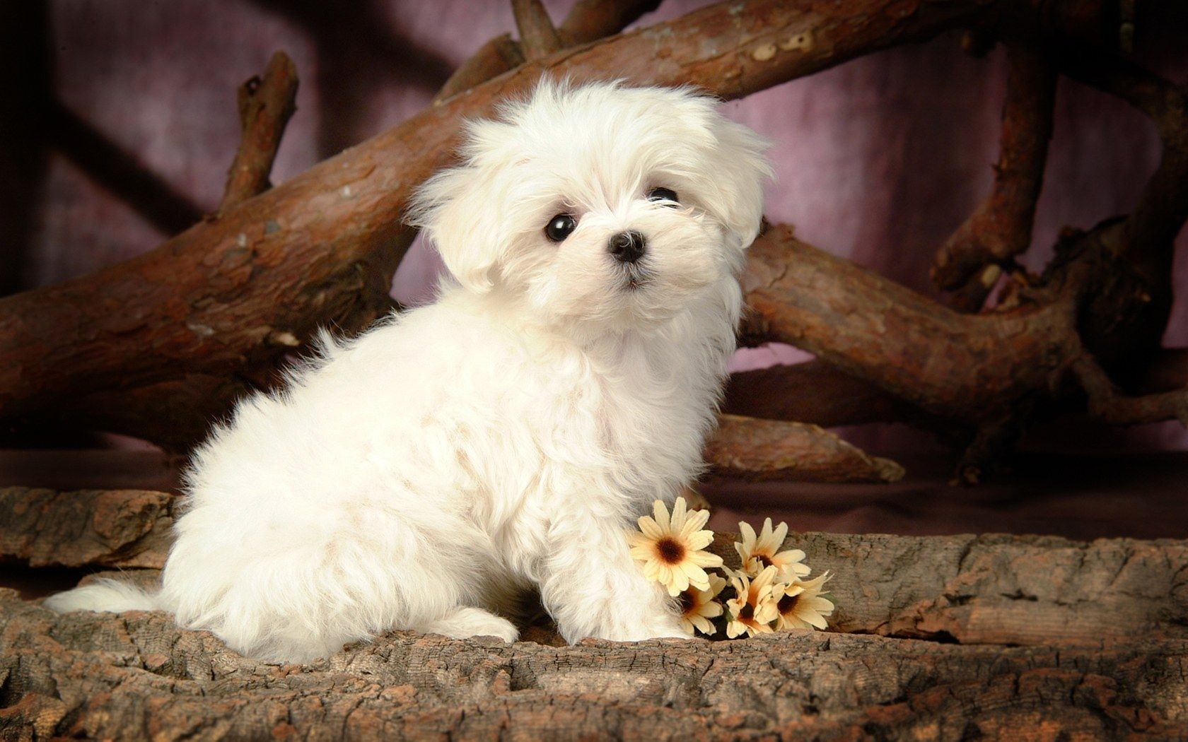 Cute Maltese Wallpapers