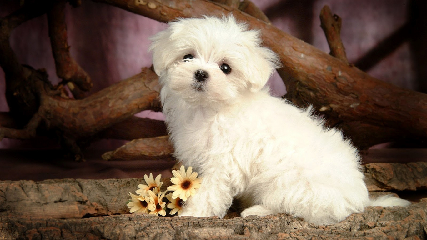 Cute Maltese Wallpapers