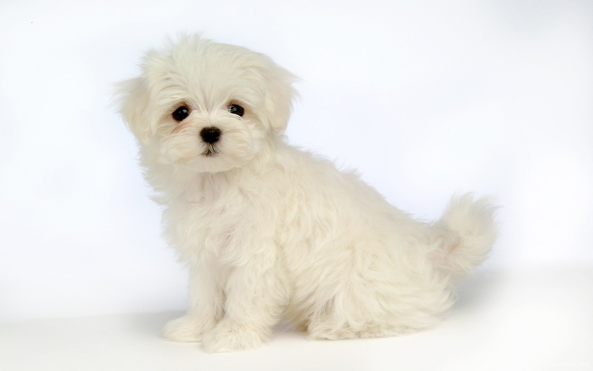 Cute Maltese Wallpapers