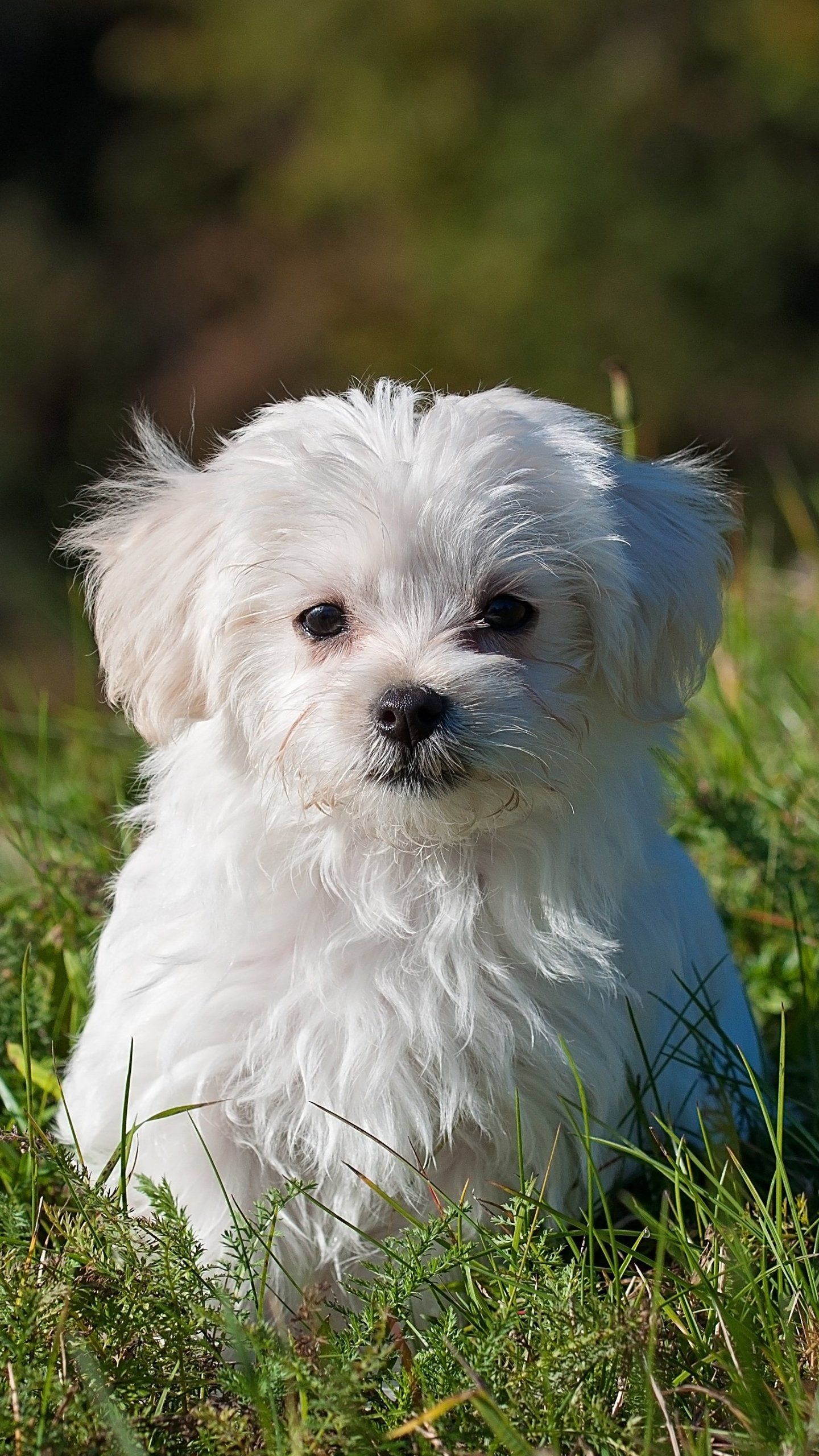 Cute Maltese Wallpapers