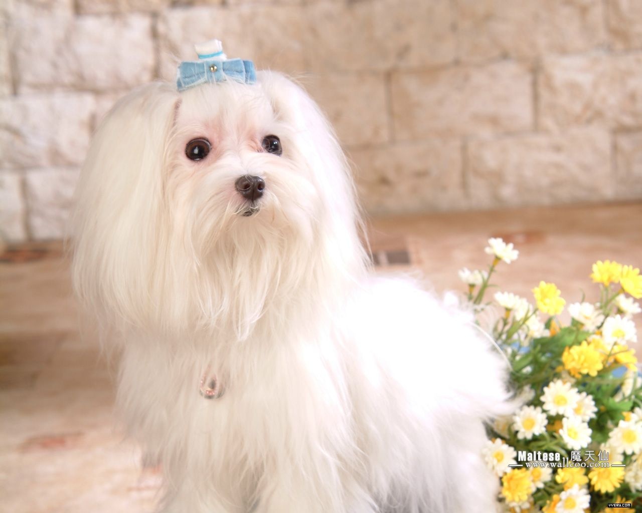 Cute Maltese Wallpapers