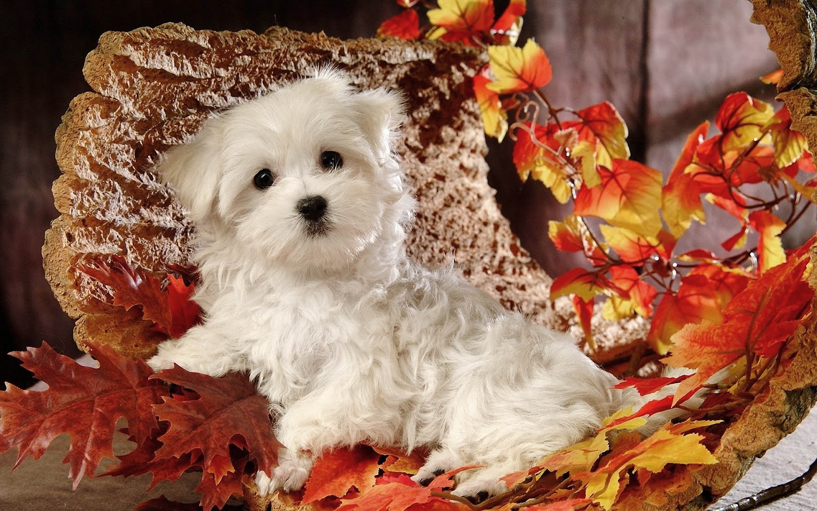 Cute Maltese Wallpapers