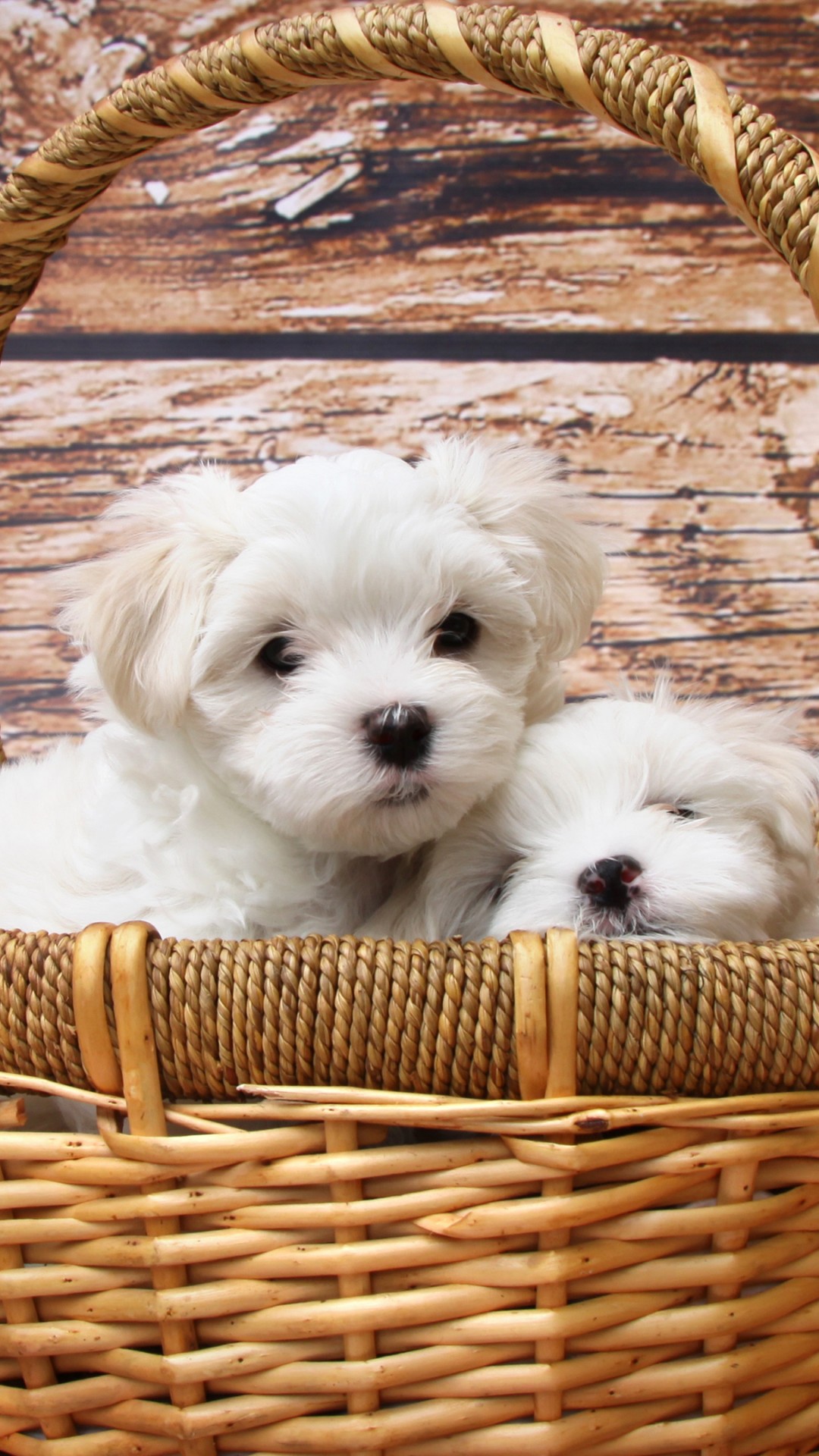 Cute Maltese Wallpapers