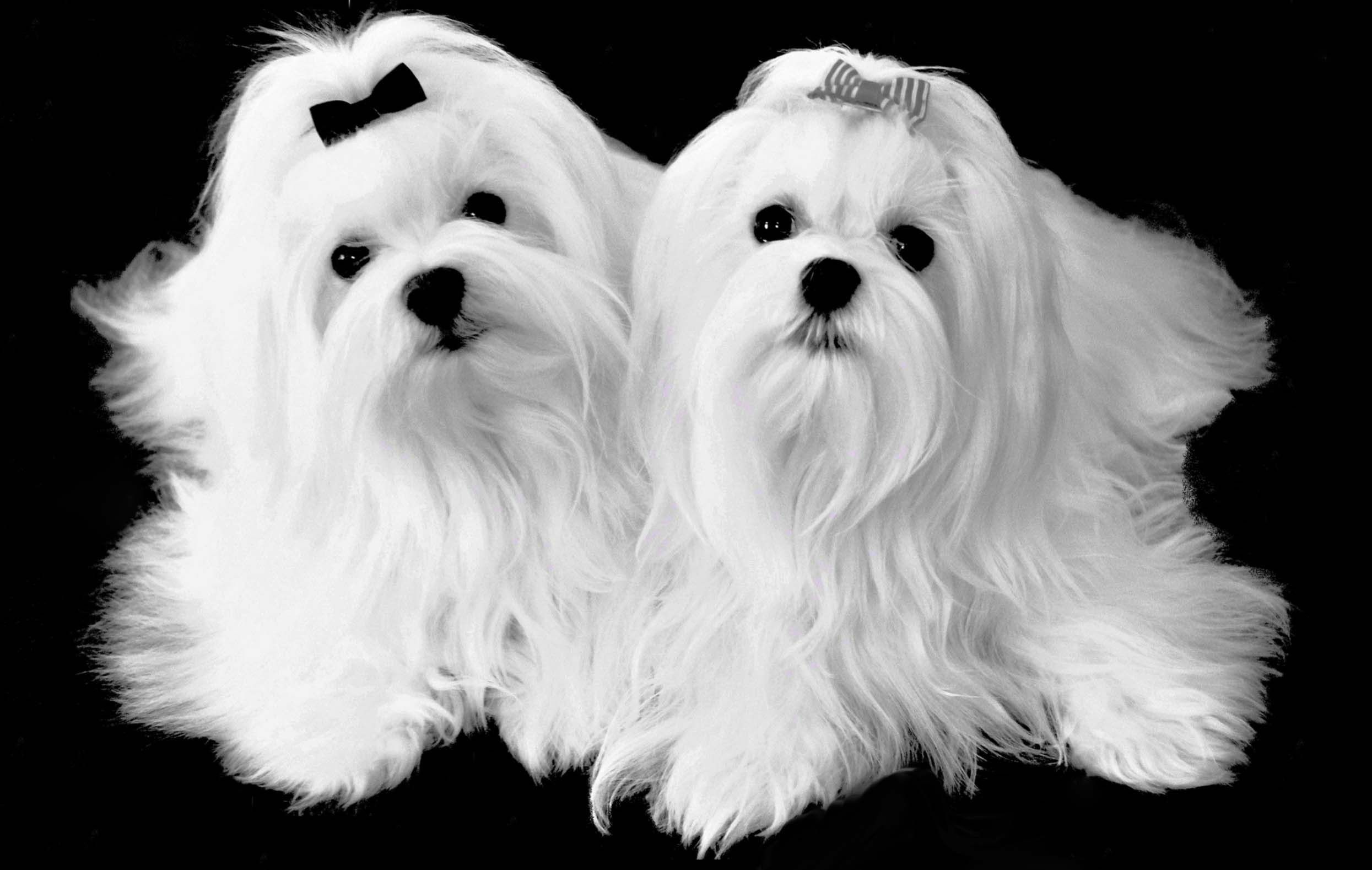 Cute Maltese Wallpapers