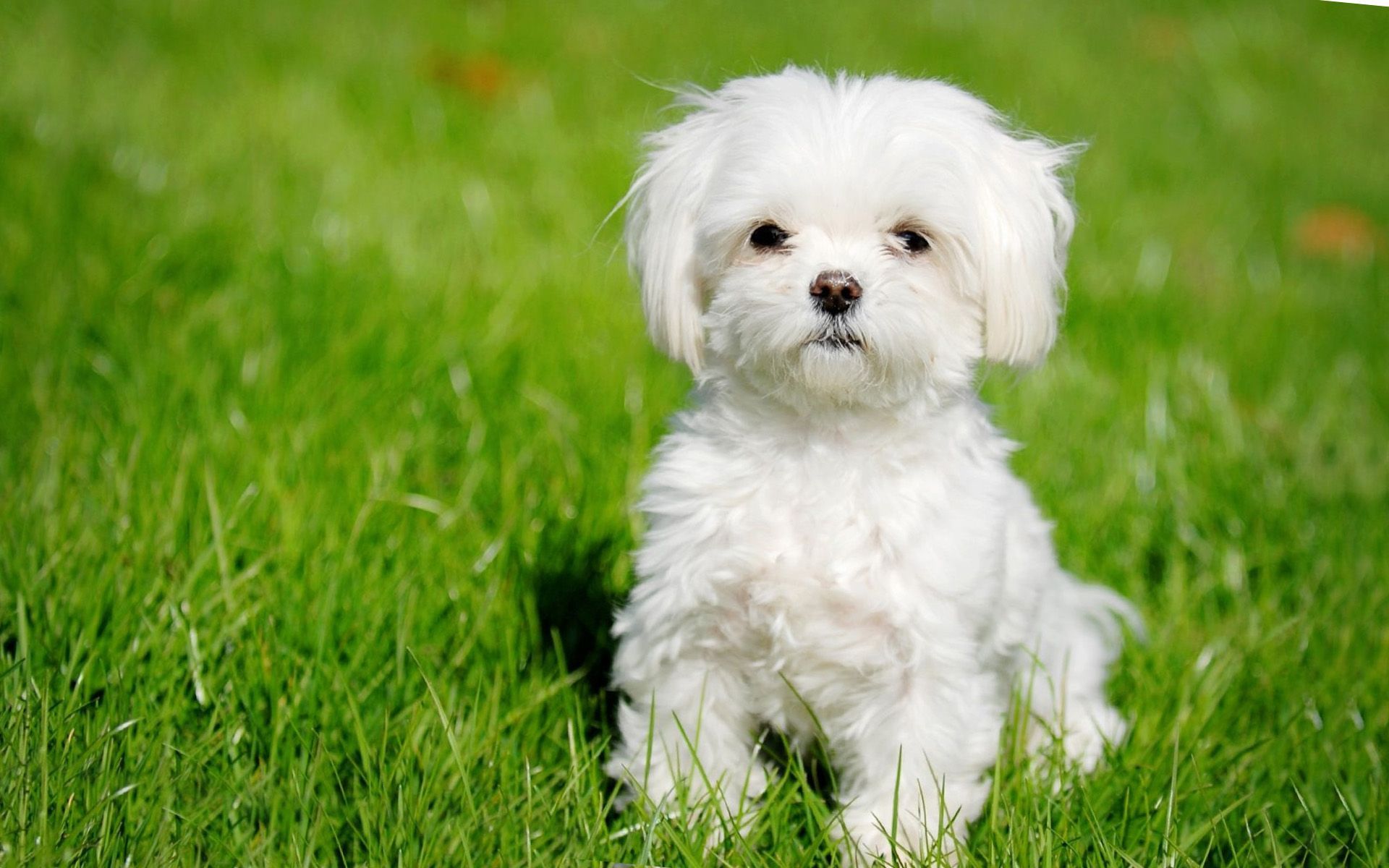 Cute Maltese Wallpapers