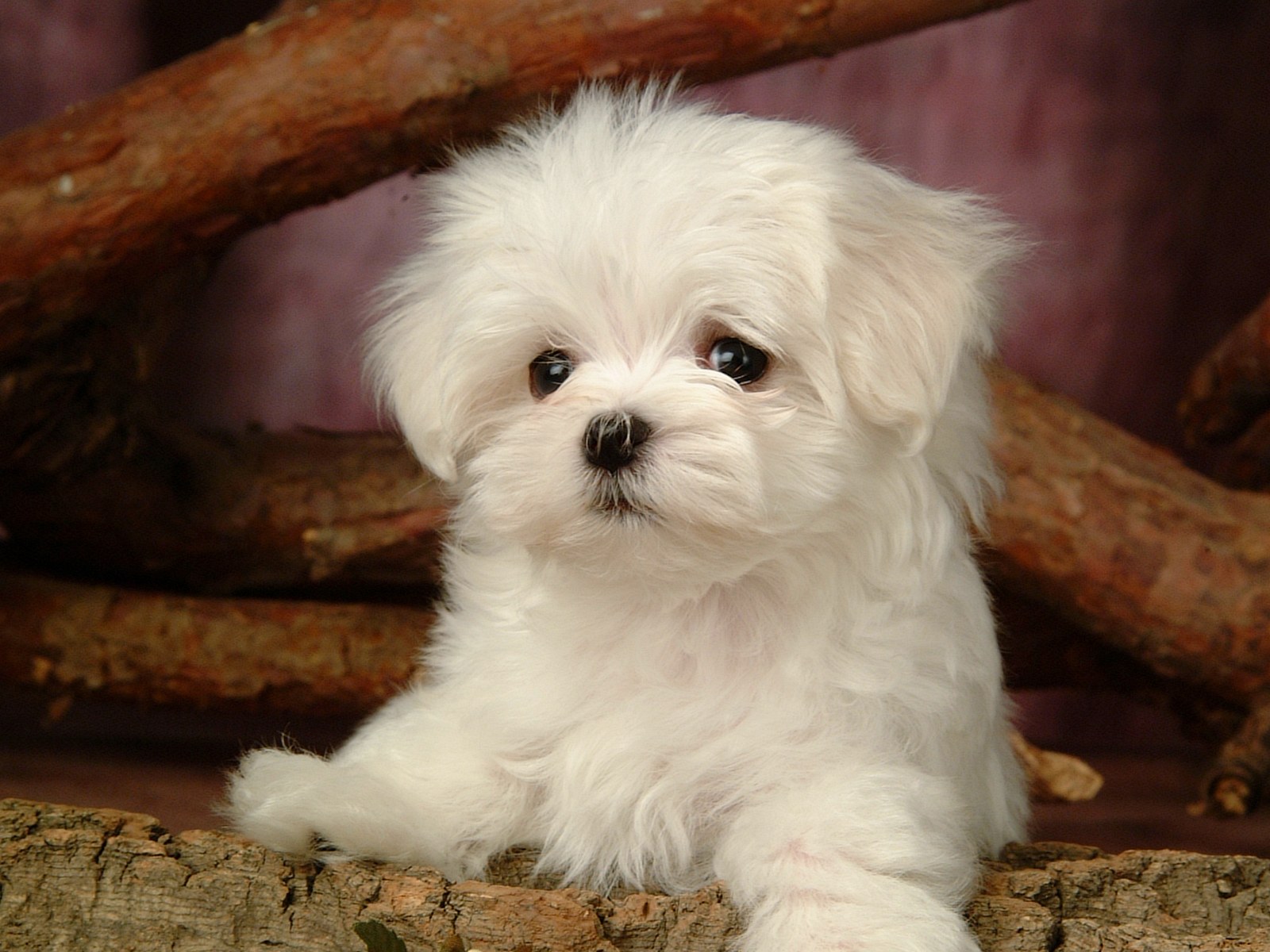 Cute Maltese Wallpapers