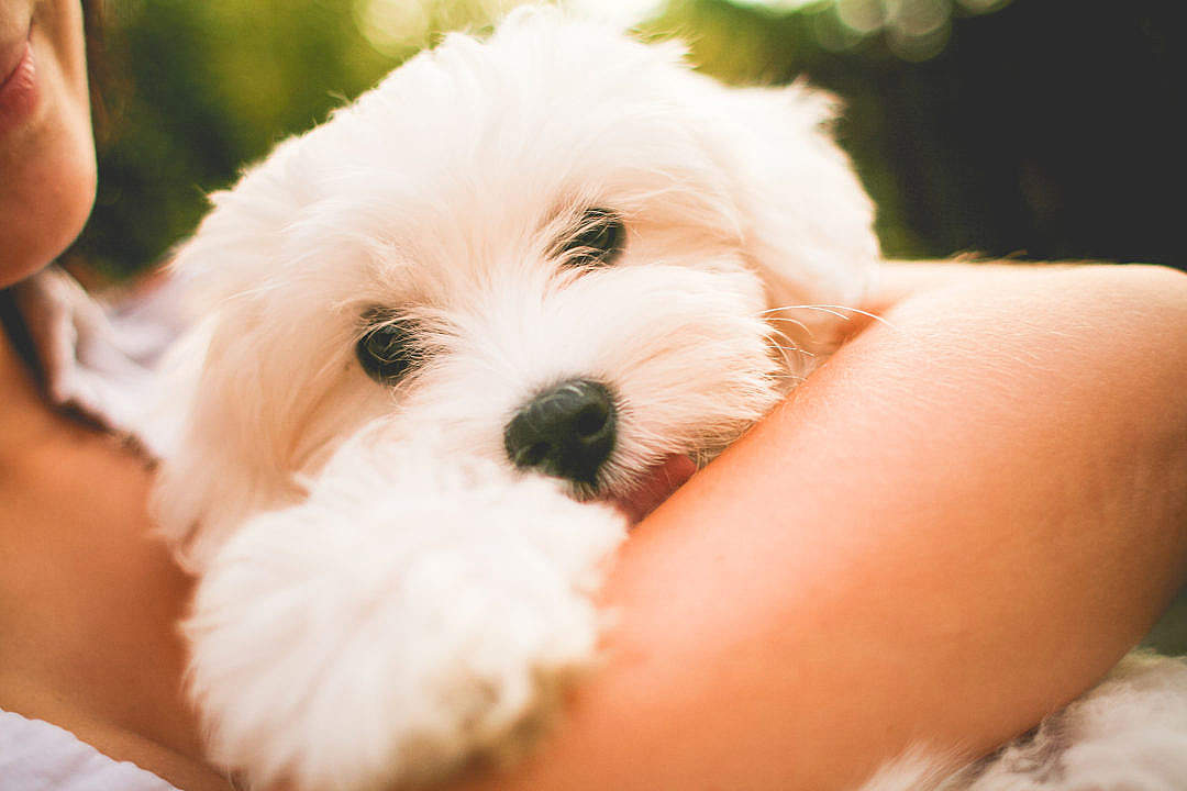 Cute Maltese Wallpapers