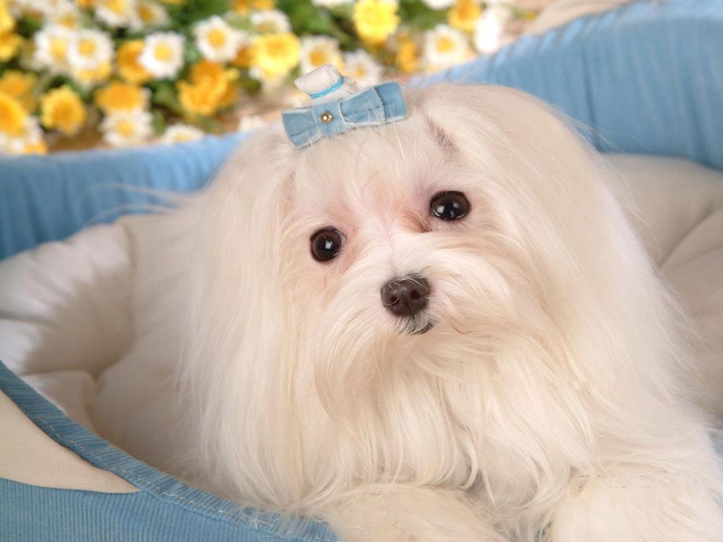 Cute Maltese Wallpapers