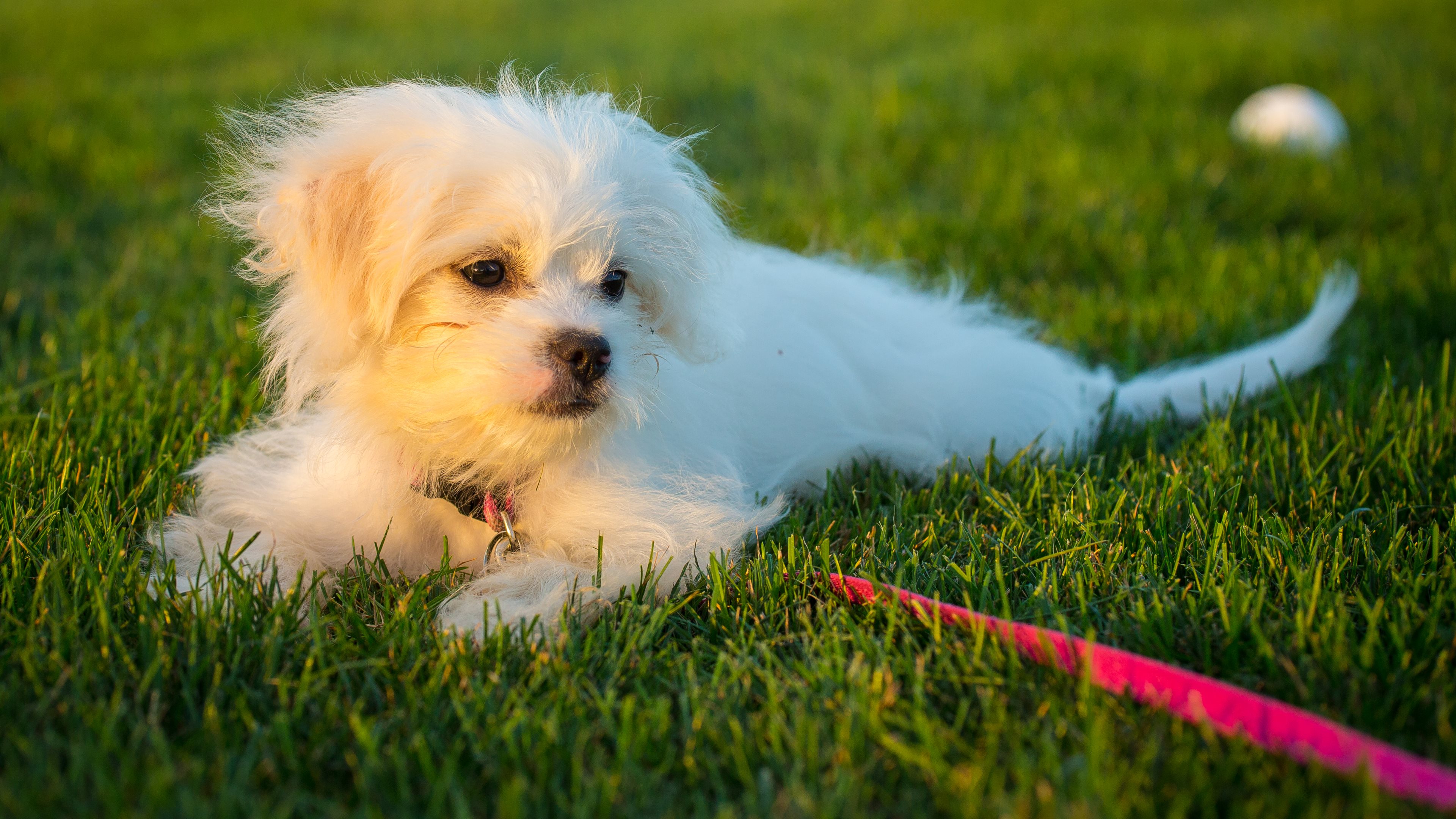 Cute Maltese Wallpapers