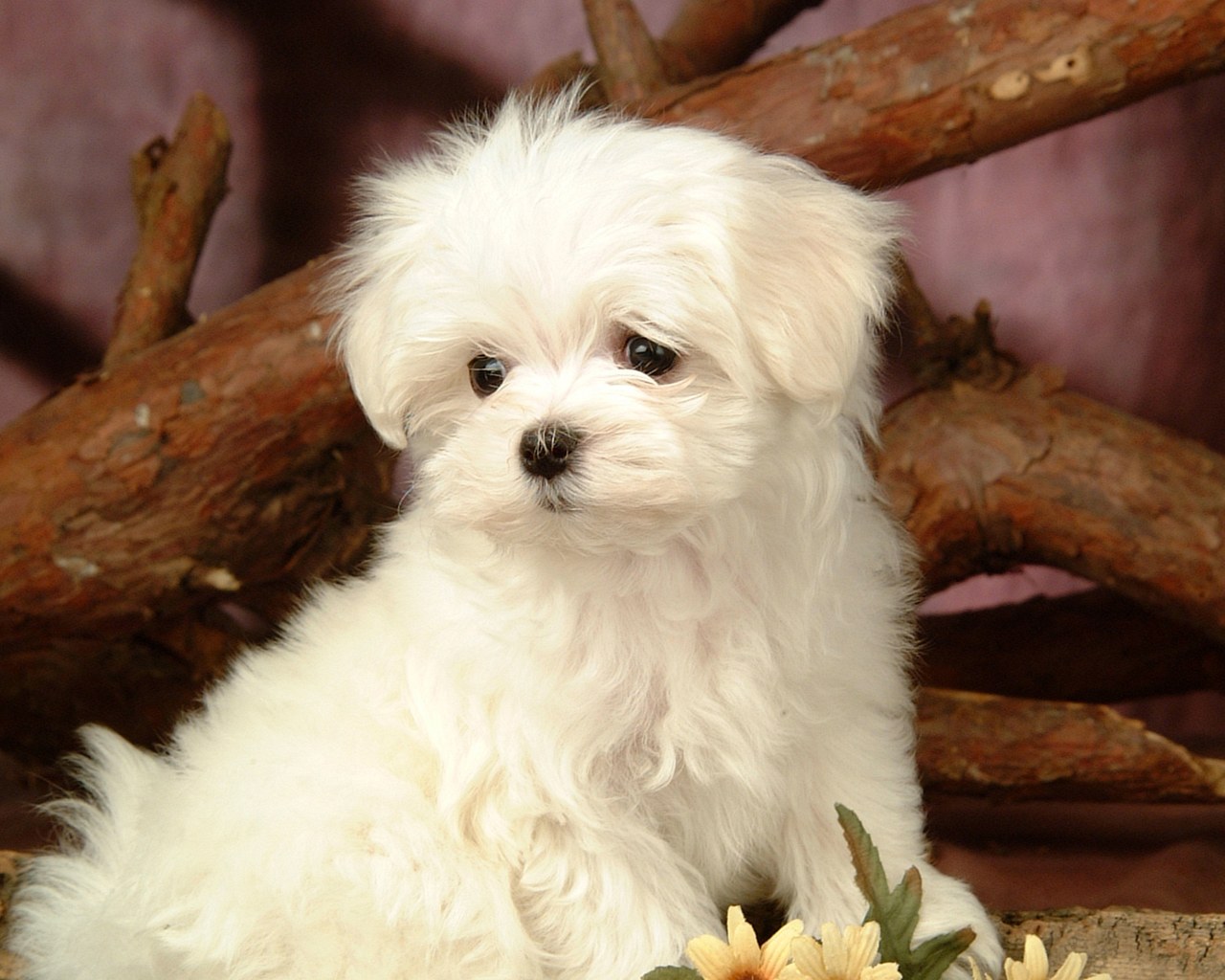 Cute Maltese Wallpapers