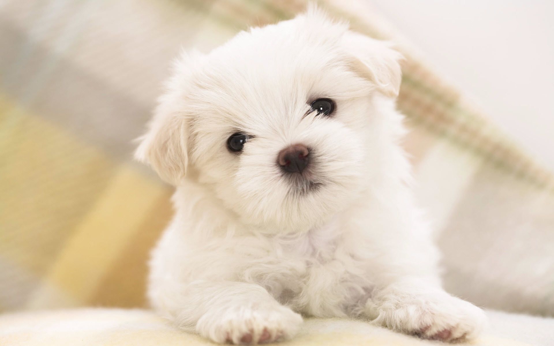 Cute Maltese Wallpapers