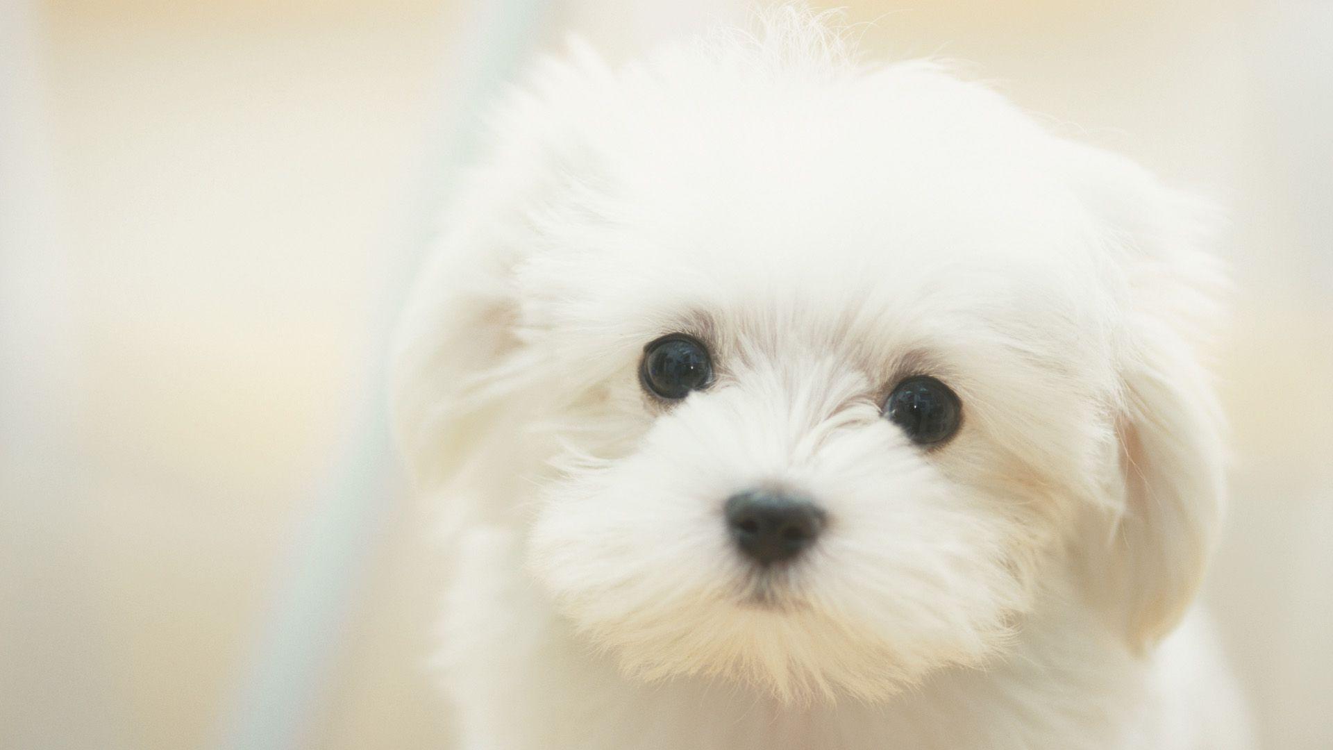 Cute Maltese Wallpapers