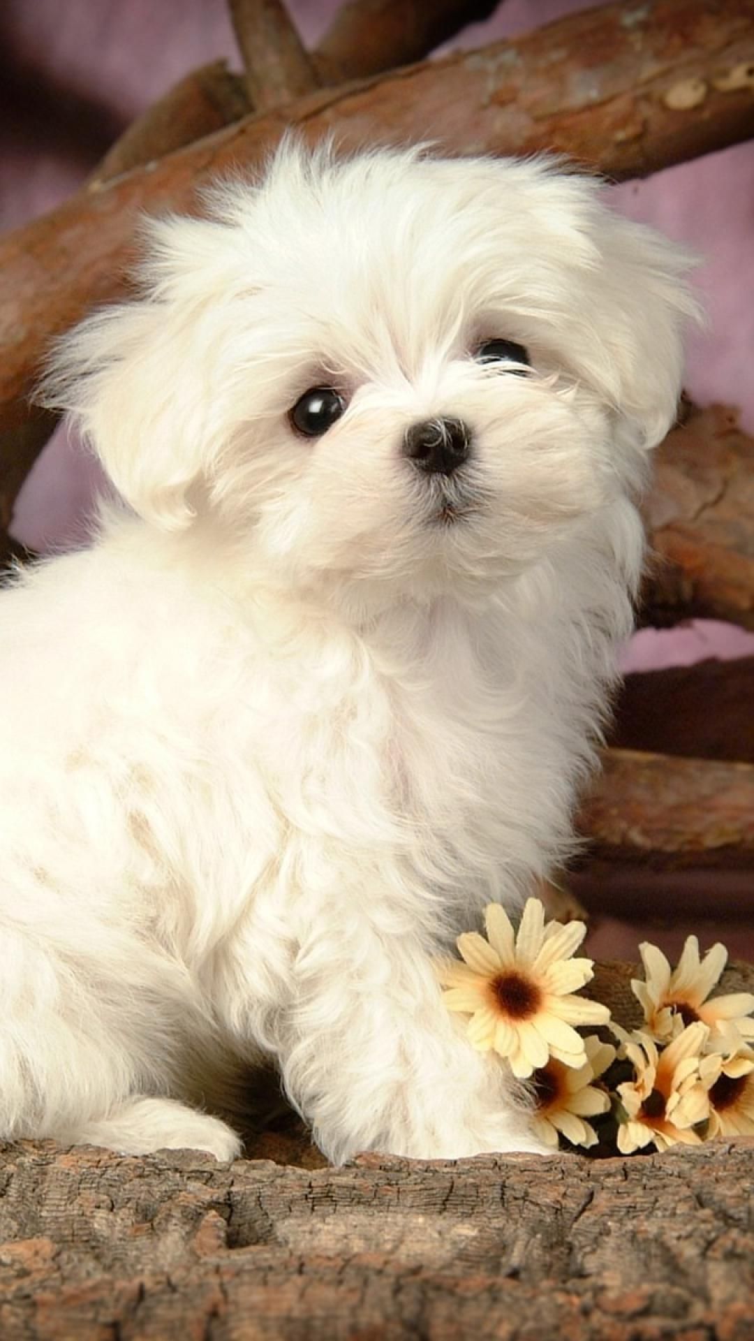 Cute Maltese Wallpapers