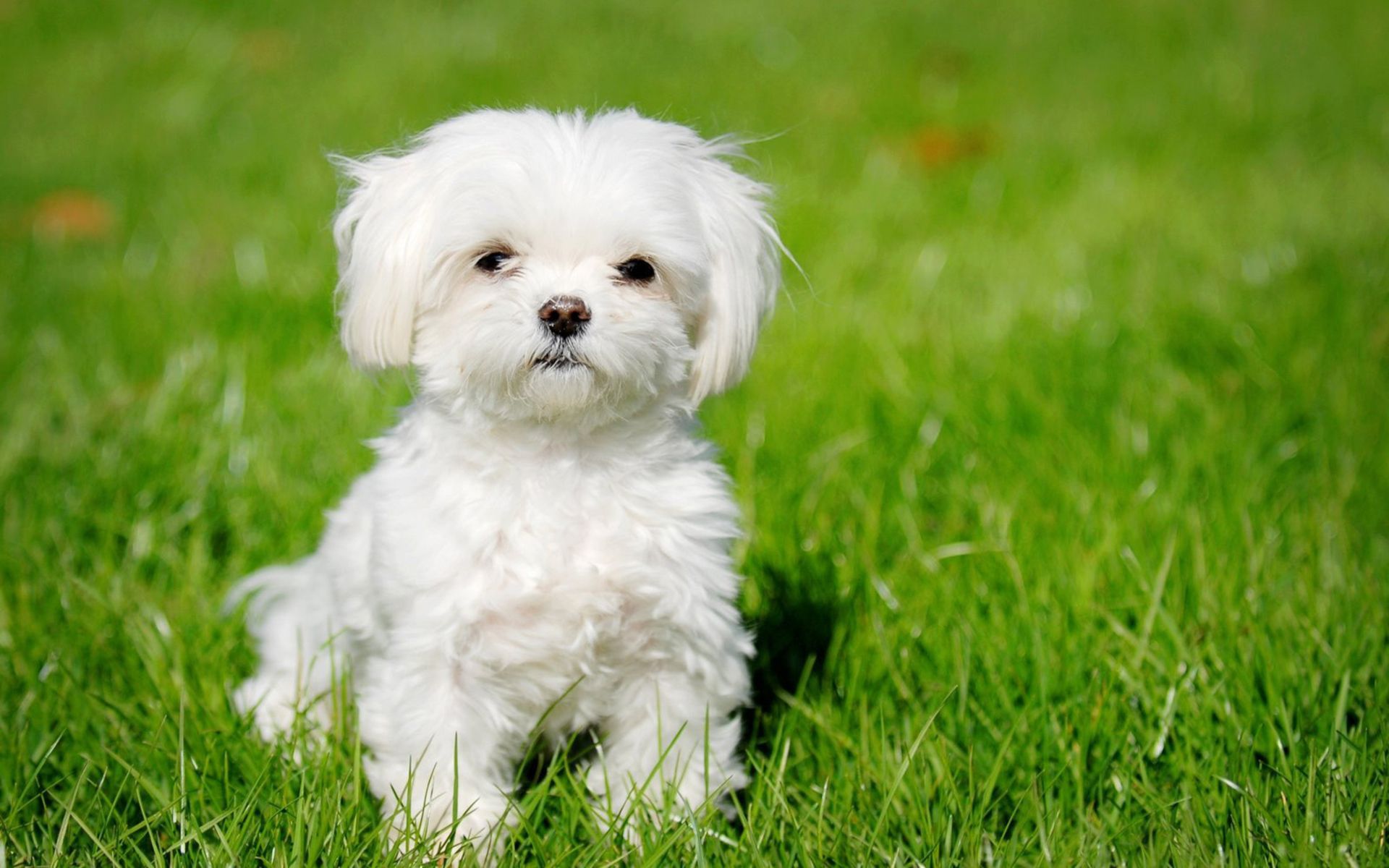 Cute Maltese Wallpapers