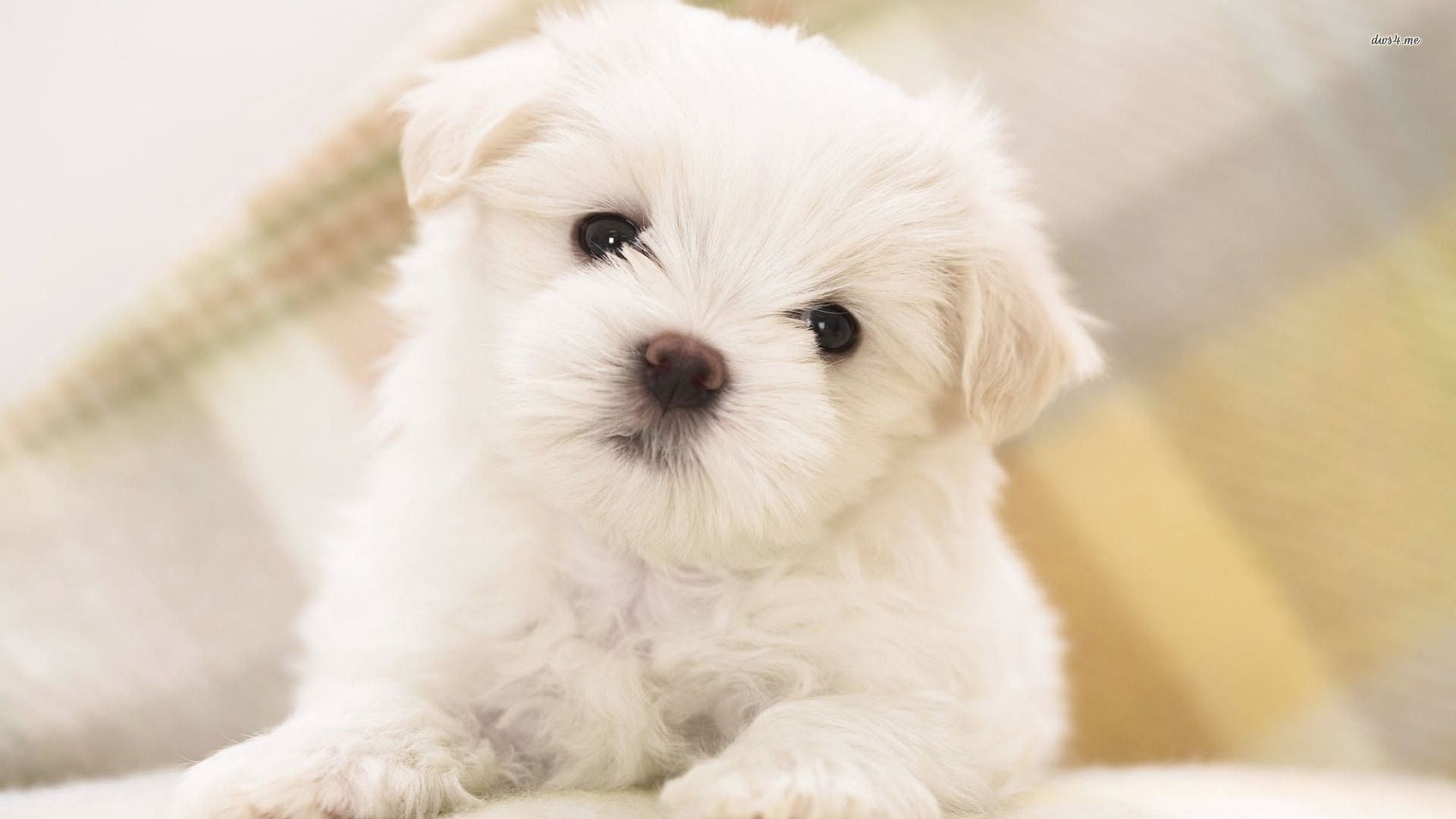 Cute Maltese Wallpapers