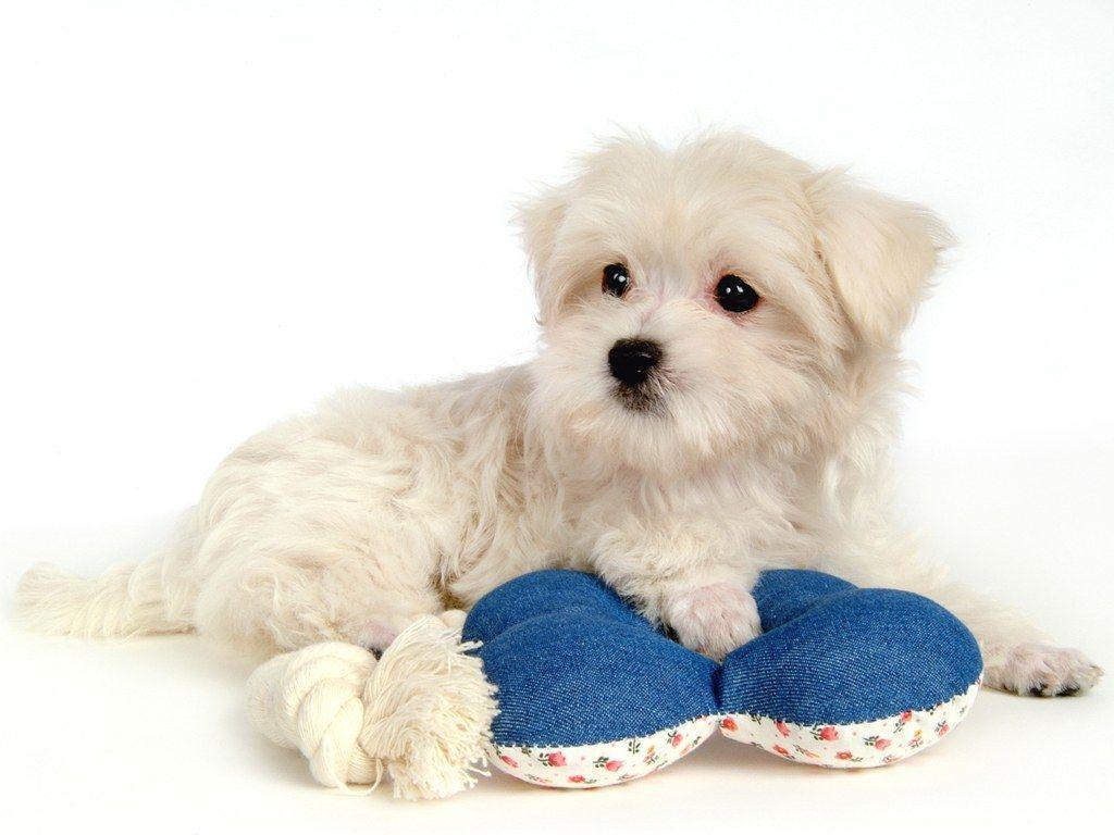 Cute Maltese Wallpapers