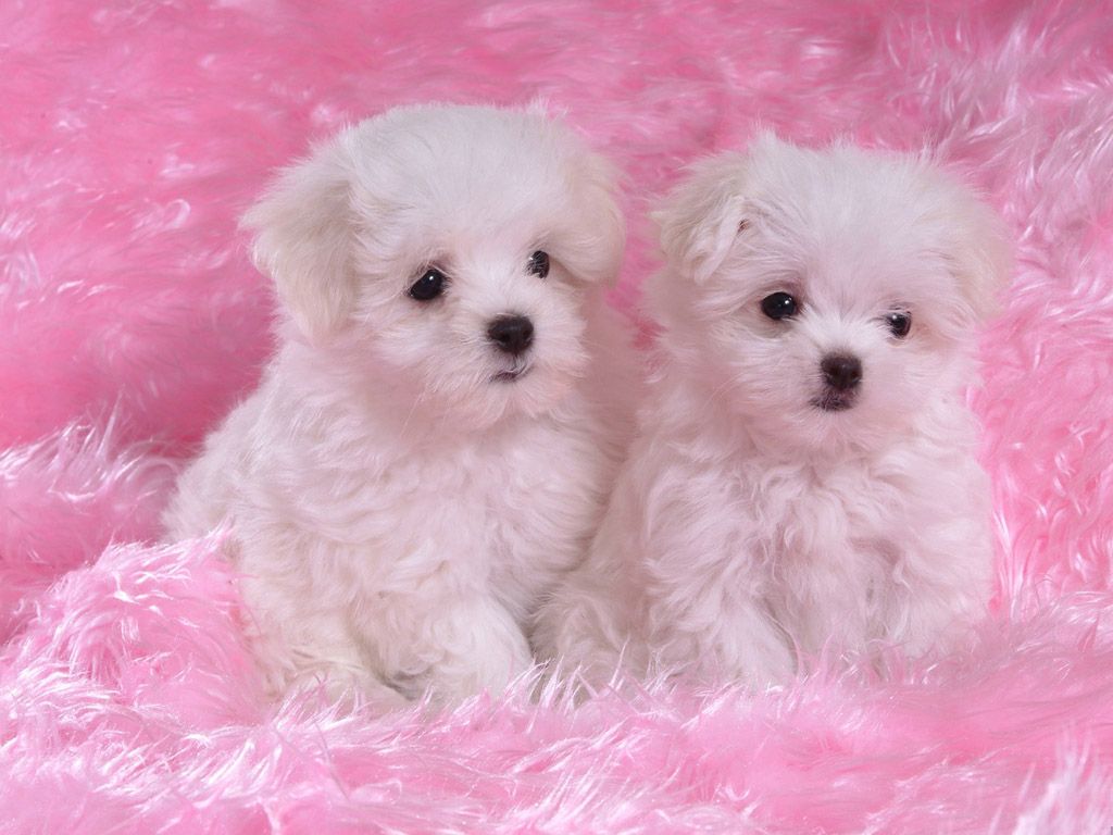 Cute Maltese Wallpapers