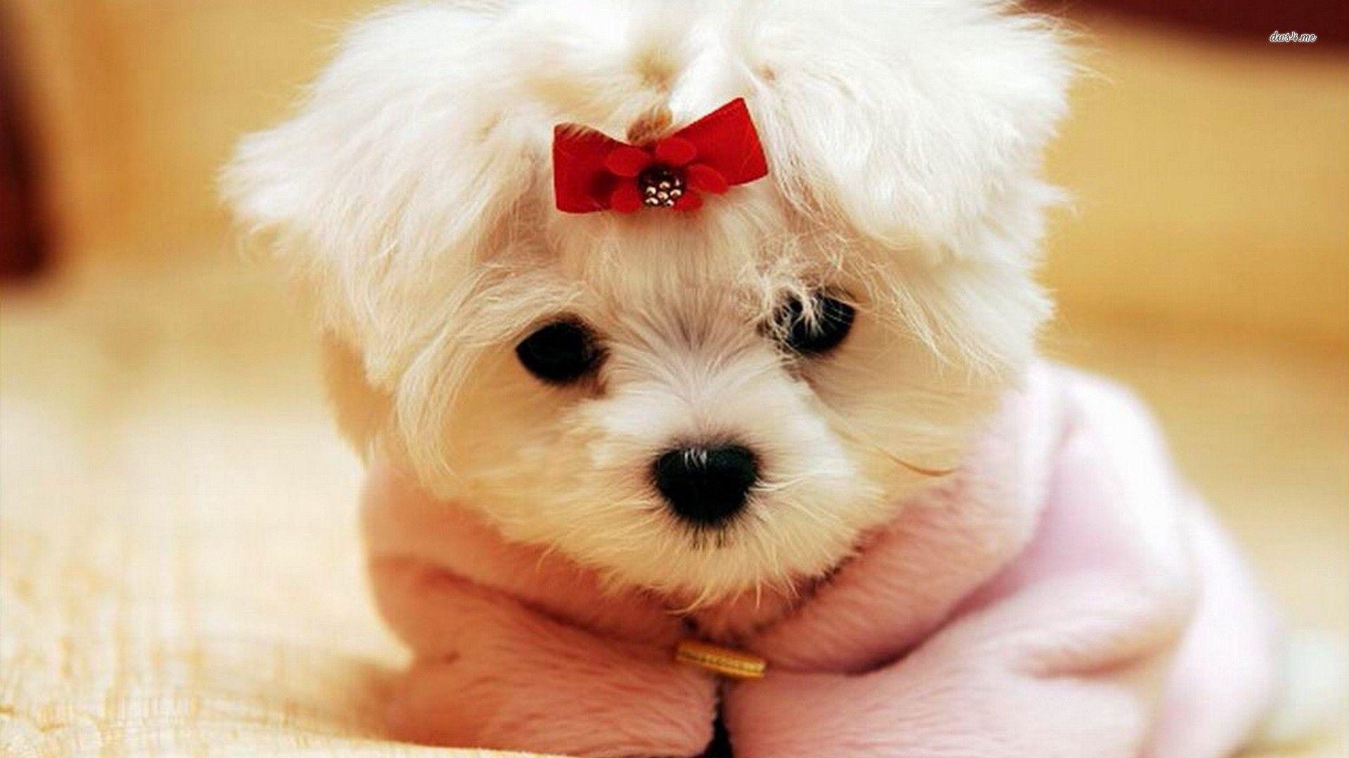 Cute Maltese Wallpapers