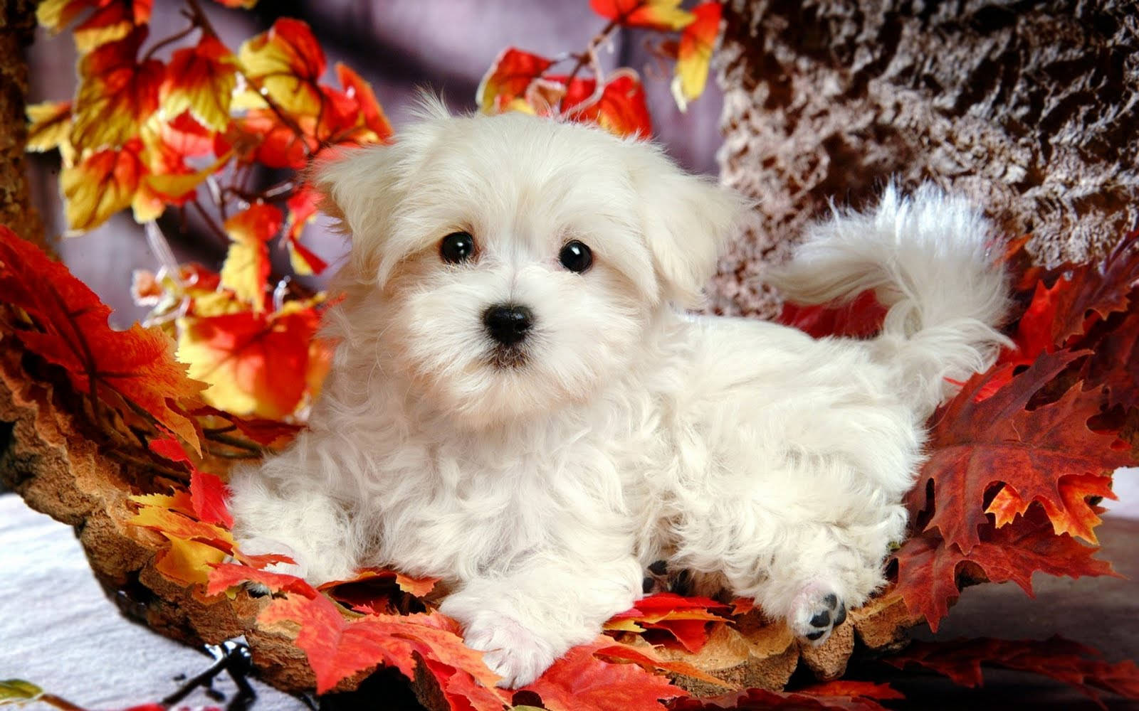 Cute Maltese Wallpapers