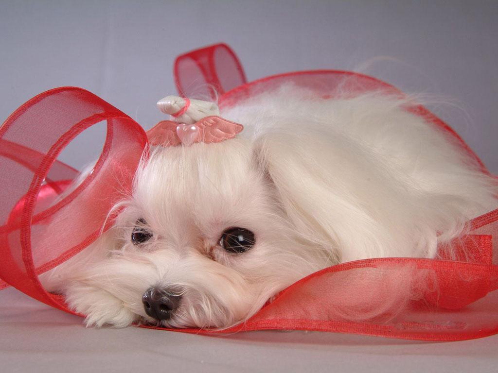 Cute Maltese Wallpapers