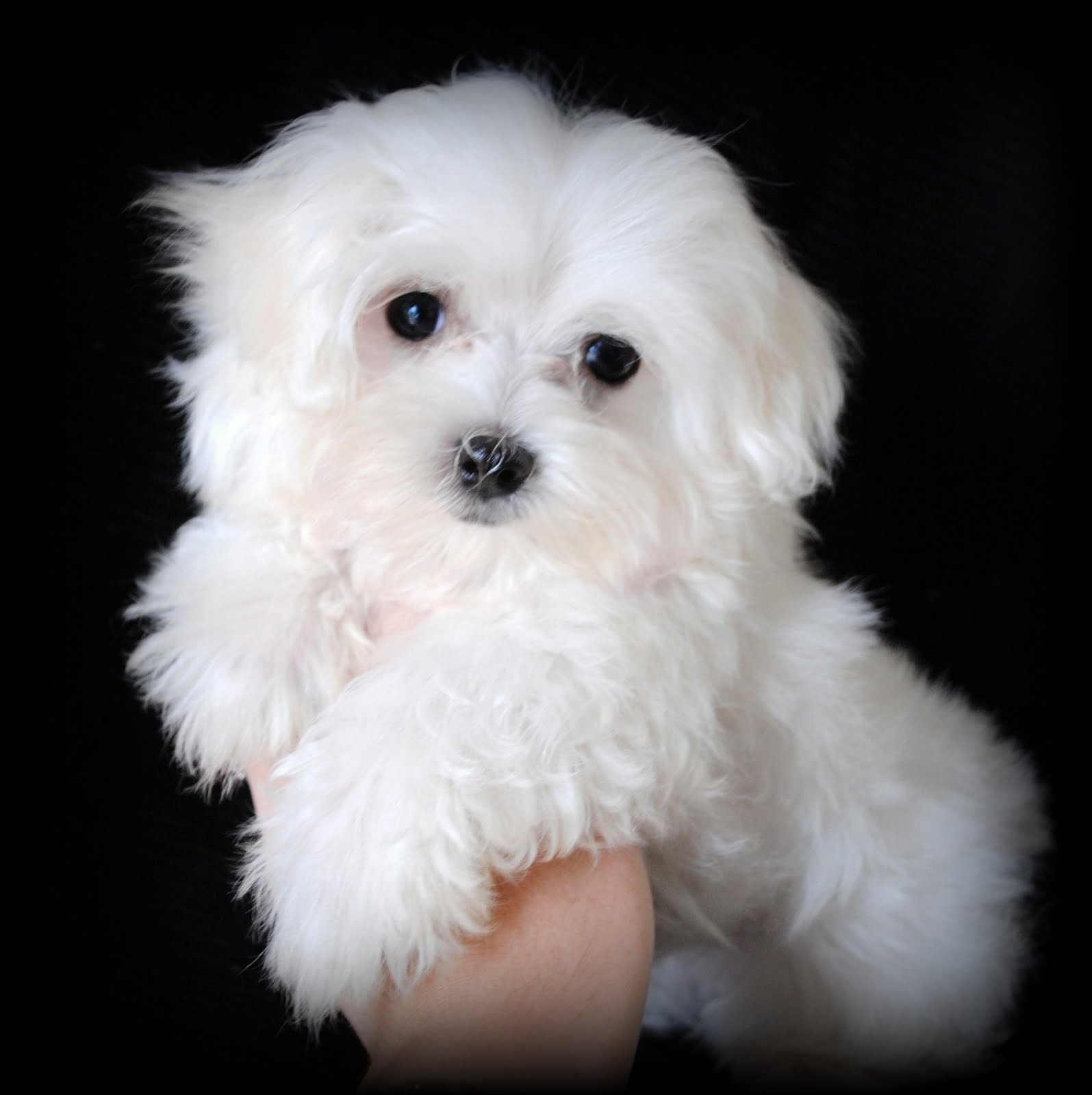 Cute Maltese Wallpapers