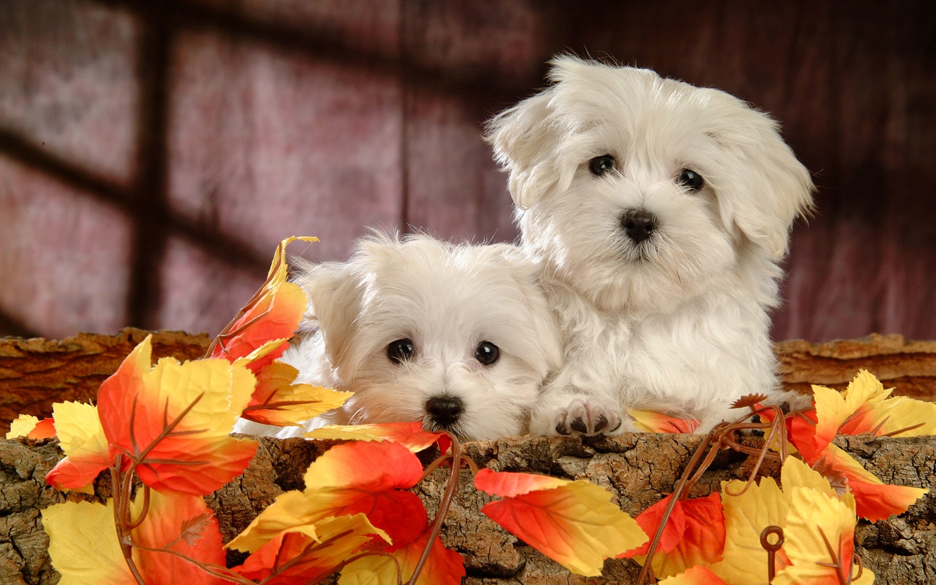 Cute Maltese Wallpapers