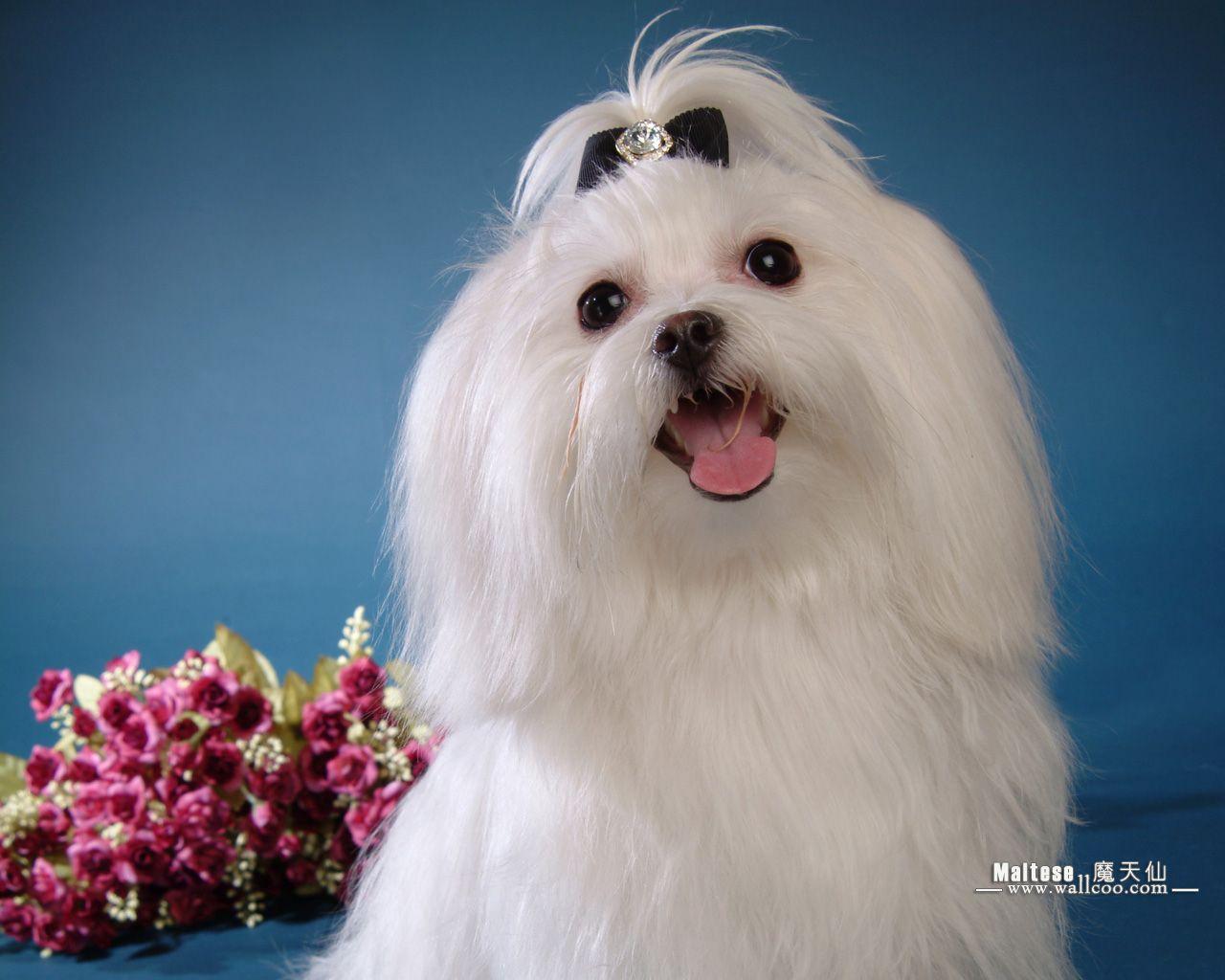 Cute Maltese Wallpapers