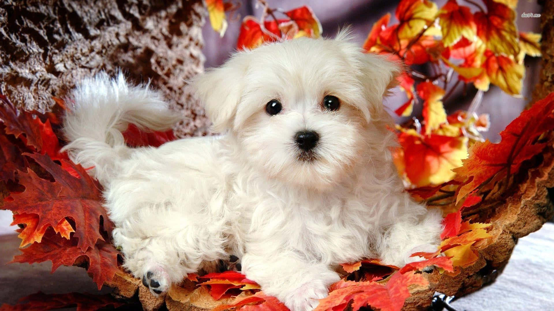 Cute Maltese Wallpapers