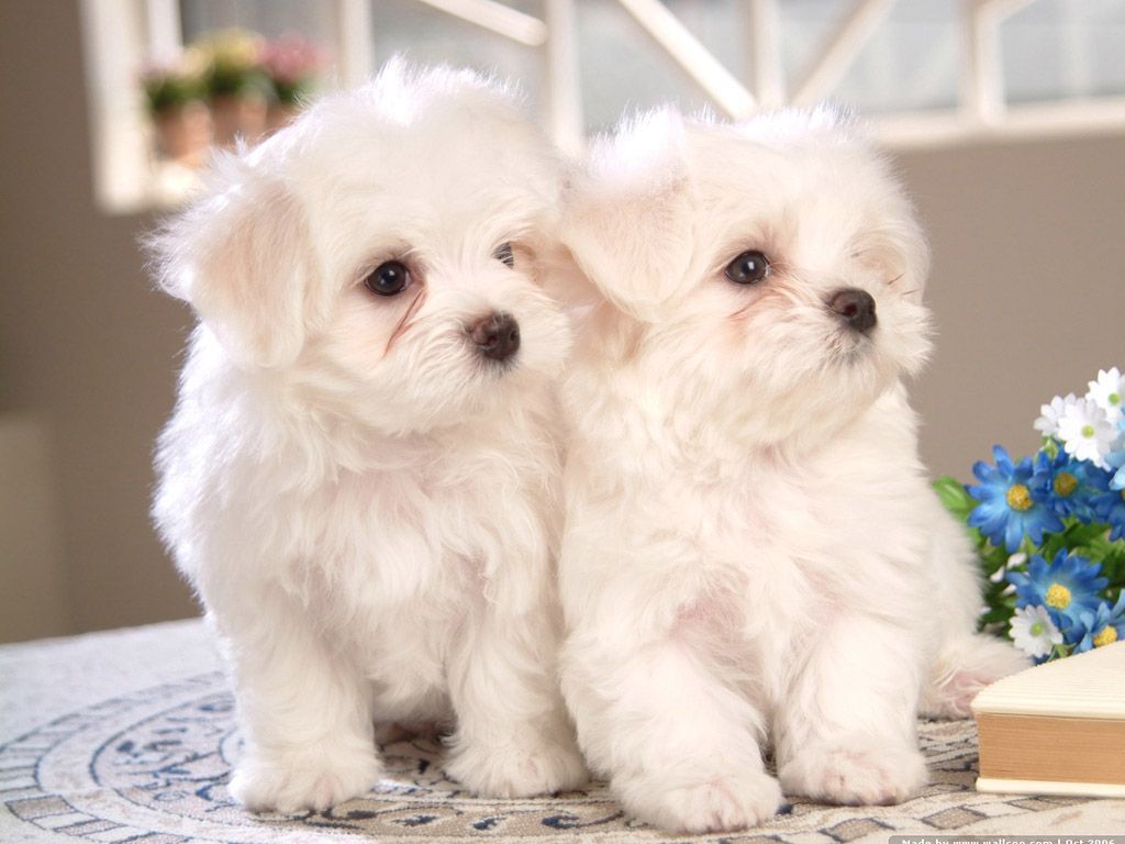 Cute Maltese Wallpapers