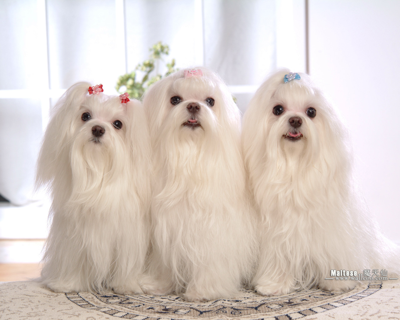 Cute Maltese Wallpapers