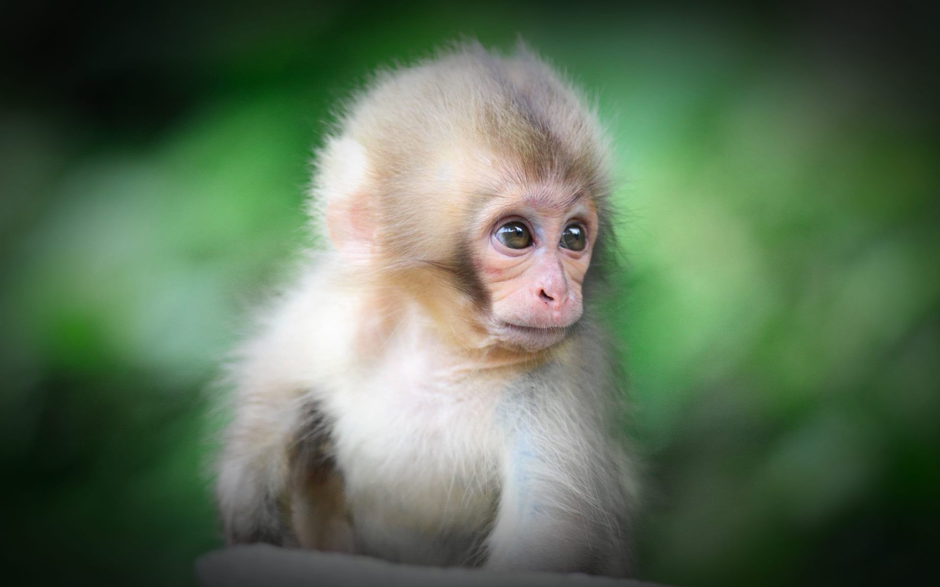 Cute Monkey Wallpapers