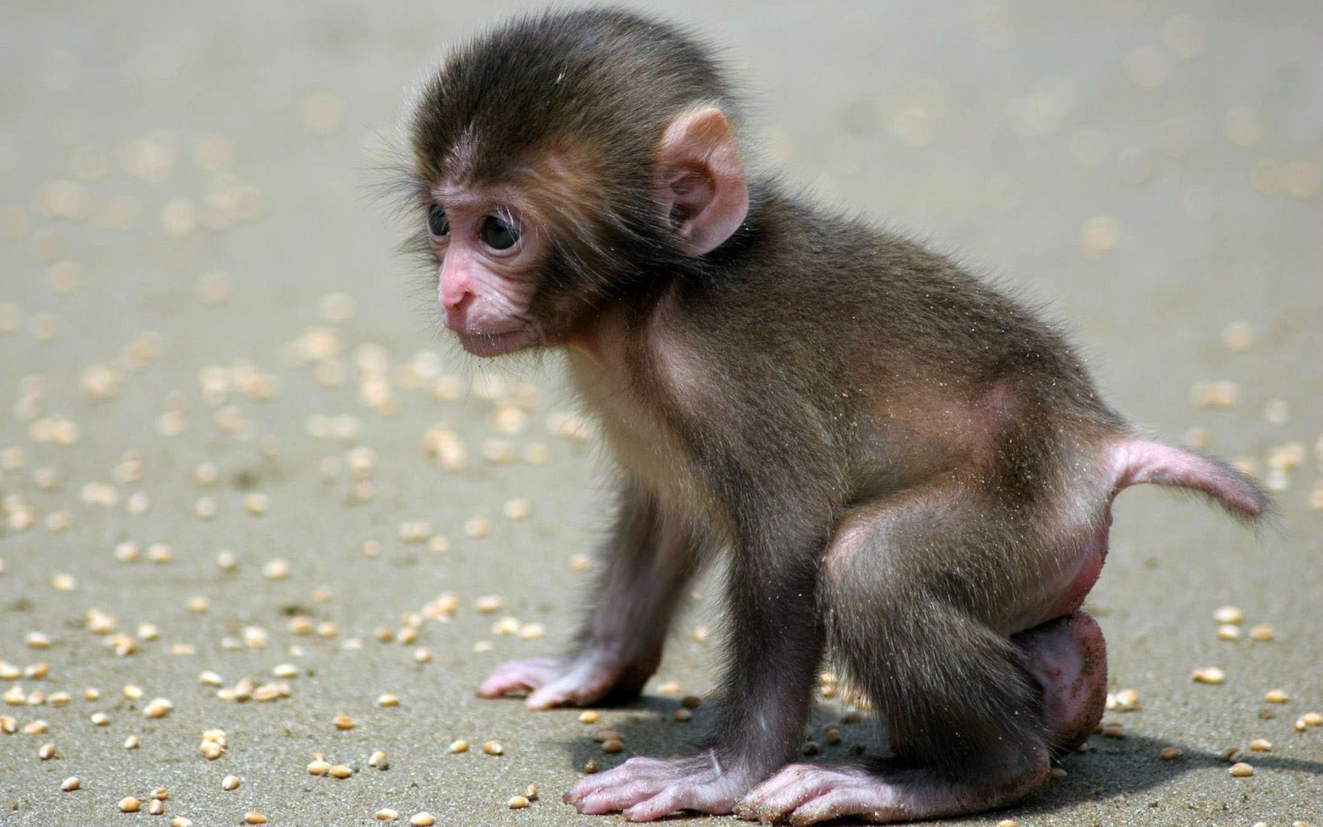 Cute Monkey Wallpapers