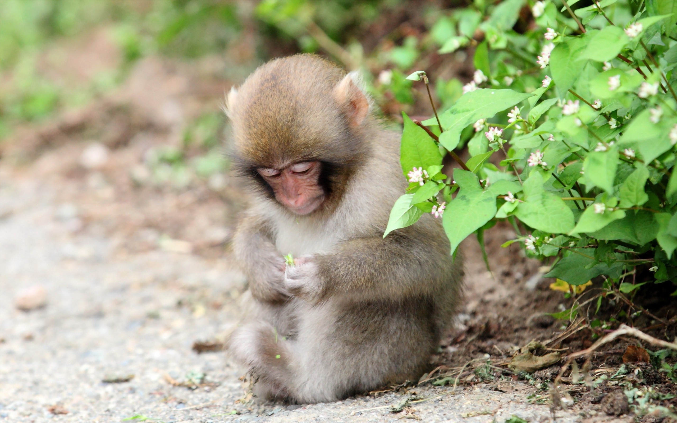 Cute Monkey Wallpapers