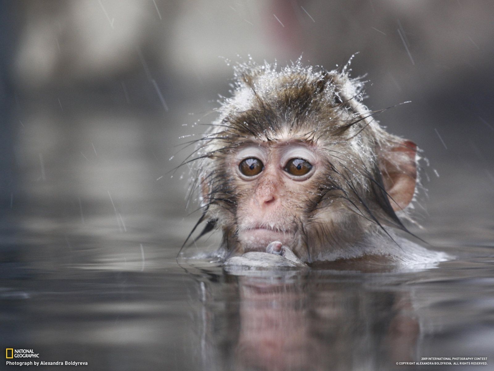 Cute Monkey Wallpapers