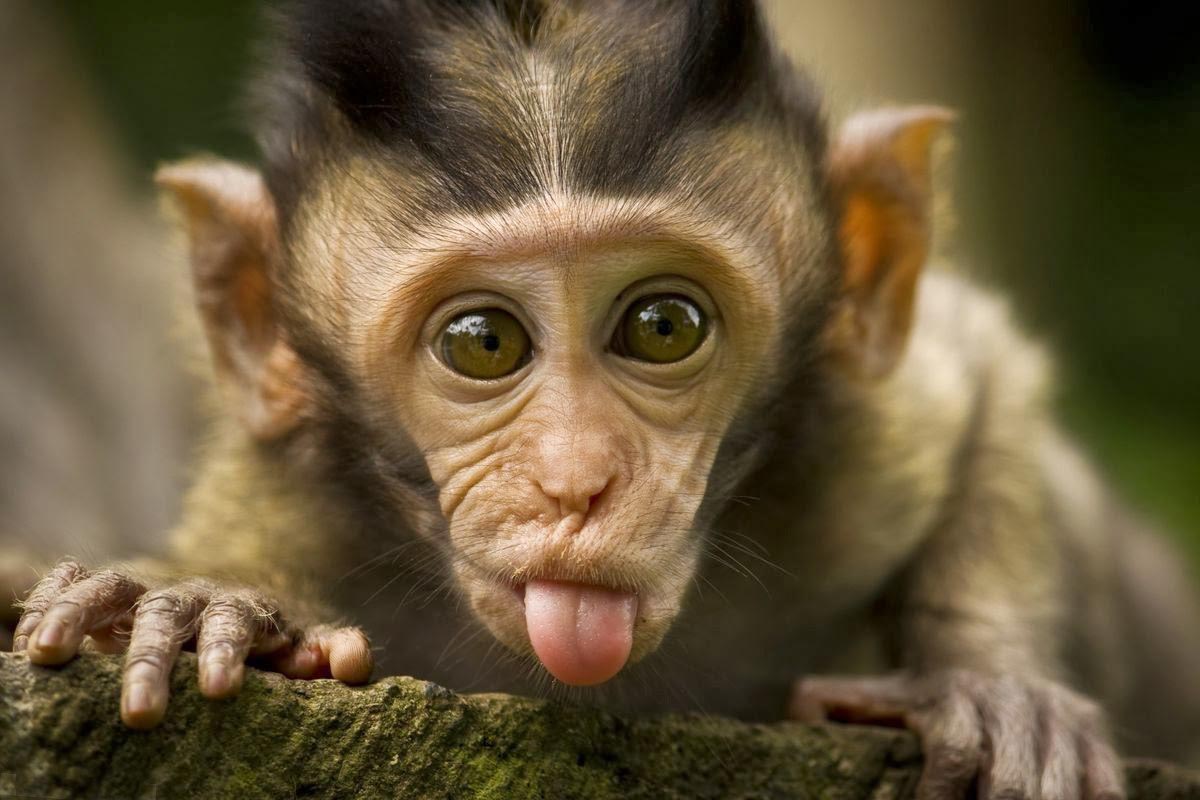 Cute Monkeys Wallpapers Wallpapers